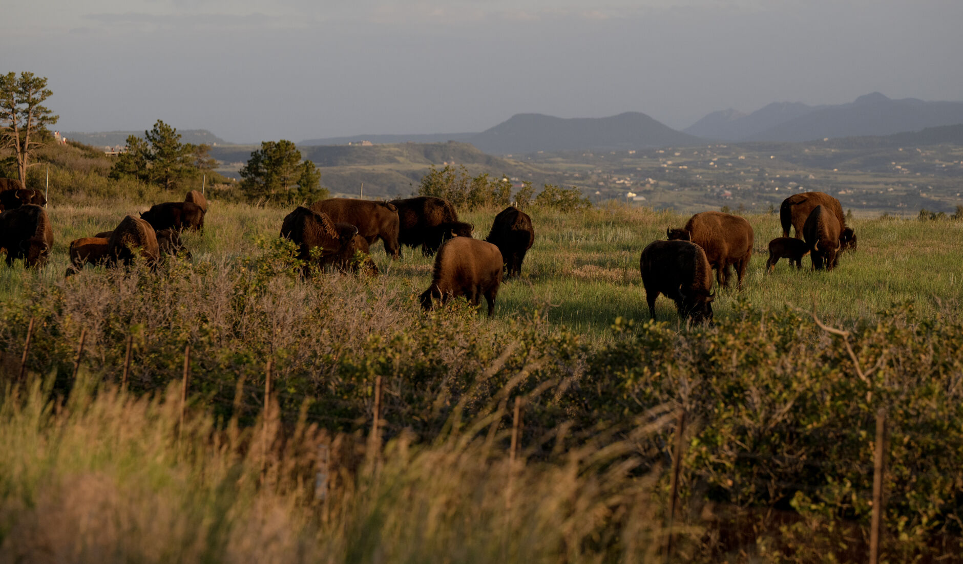 Bison graze in a pasture at Daniels Park as the suns sets on Tuesday, July 11. (Parker Seibold)