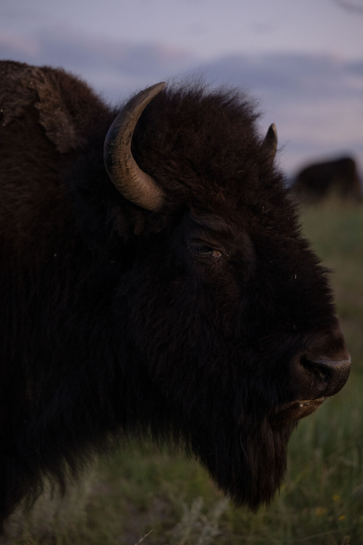A member of the bison herd that calls Daniels Park home grazes in the pasture during sunset on July 11. In 1938, Daniels Park became home to Denver Mountain Parks’ second of two herds formed in the name of conservation. (Parker Seibold)