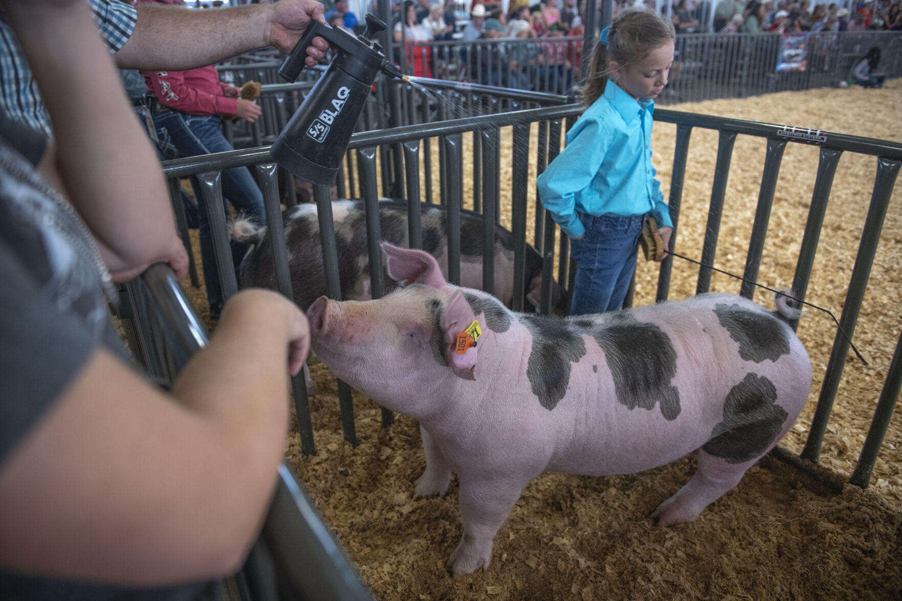 Allison Plumb, 9, awaits the final scoring for her rounds alongside her hog Wendy during the first day of the Colorado State Fair in Pueblo, Colo. on Friday, August 25, 2023. This was her first time running the hog at the state fair. (Gabi Broekema)