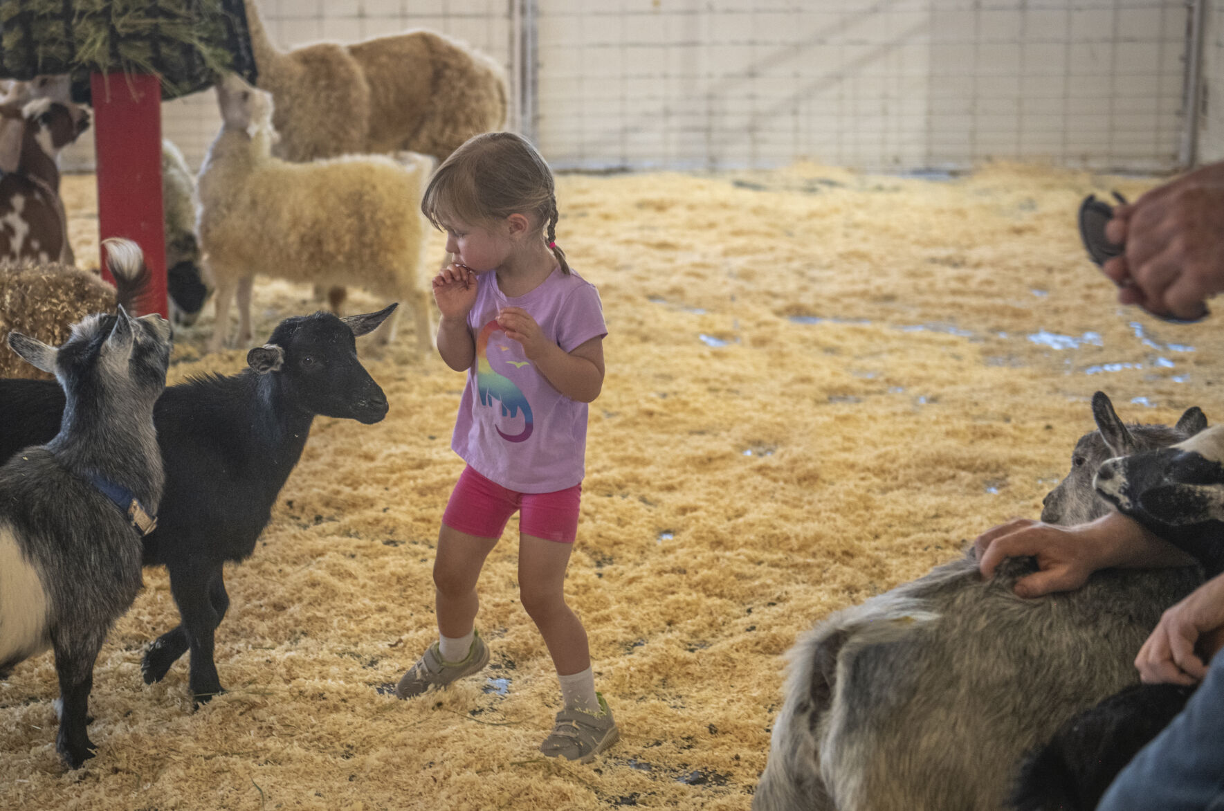 Children tentatively pet the animals in the Great American Petting Zoo during the first day of the Colorado State Fair in Pueblo on Friday, Aug. 25, 2023. (Gabi Broekema)