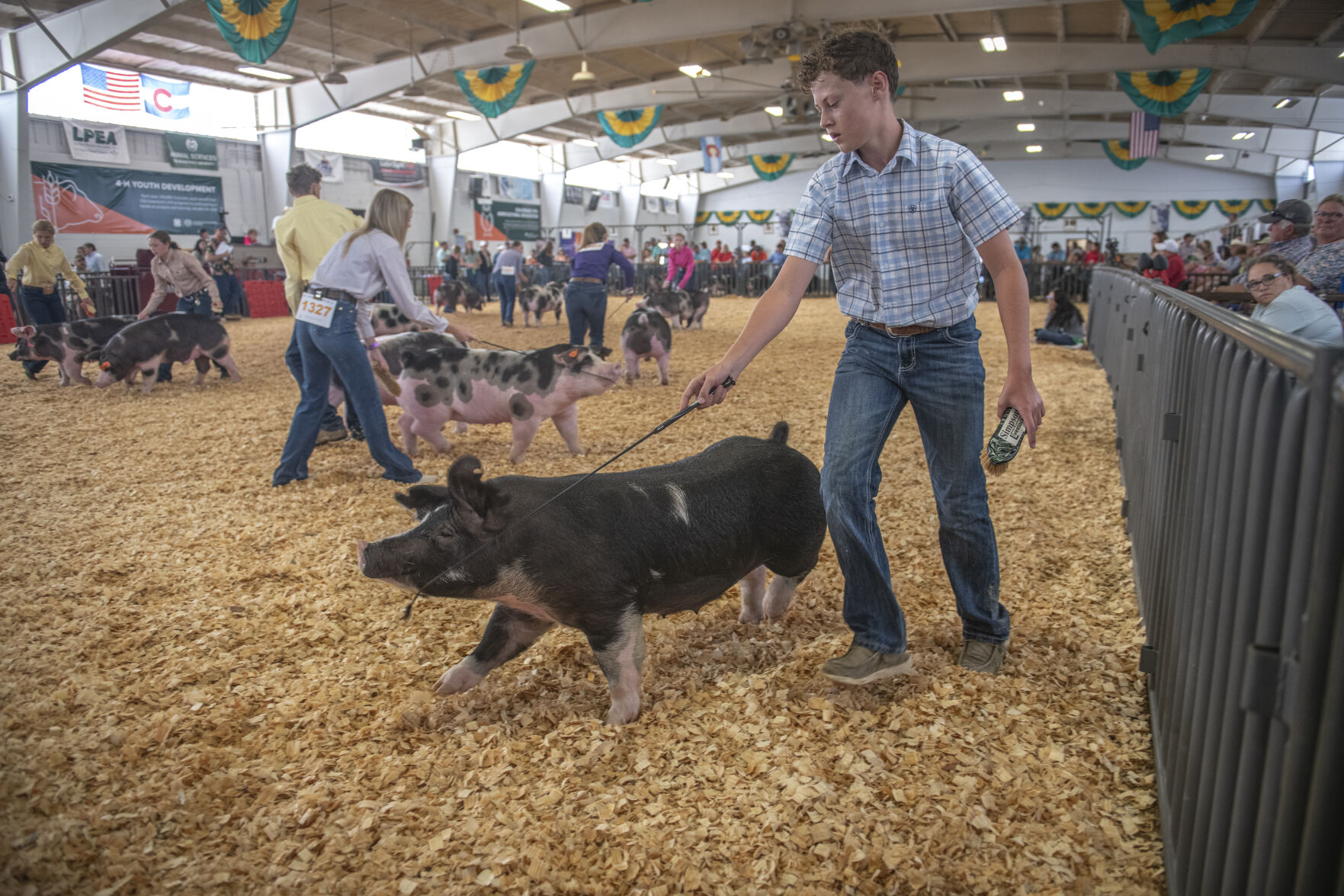 The first morning of the Colorado State Fair stared with a market hog competition in the Colorado State University Pavilion on Friday, August 25, 2023. (Gabi Broekema)