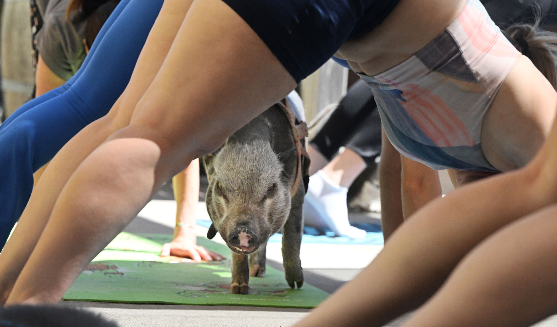 Baron the pig passes through a downward dog yoga pose at Seedstock Brewery on Sunday, July 16, 2023. They are from Hog Haven Farm, a rescue for pigs. (Photo by Jerilee Bennett, The Gazette) (JERILEE BENNETT THE GAZETTE)