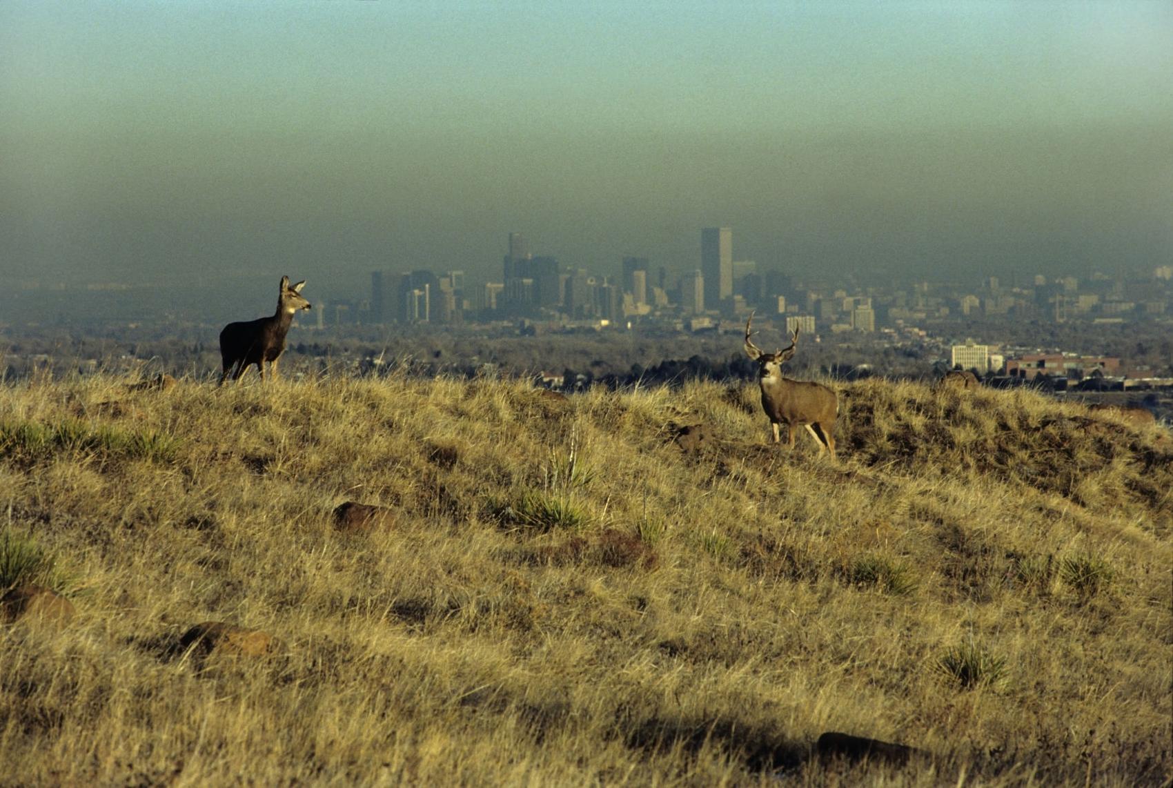 FILE PHOTO: Air pollution over downtown Denver while a pair of mule deer overlook the skyline from Golden’s South Table Mountain. (iStock)