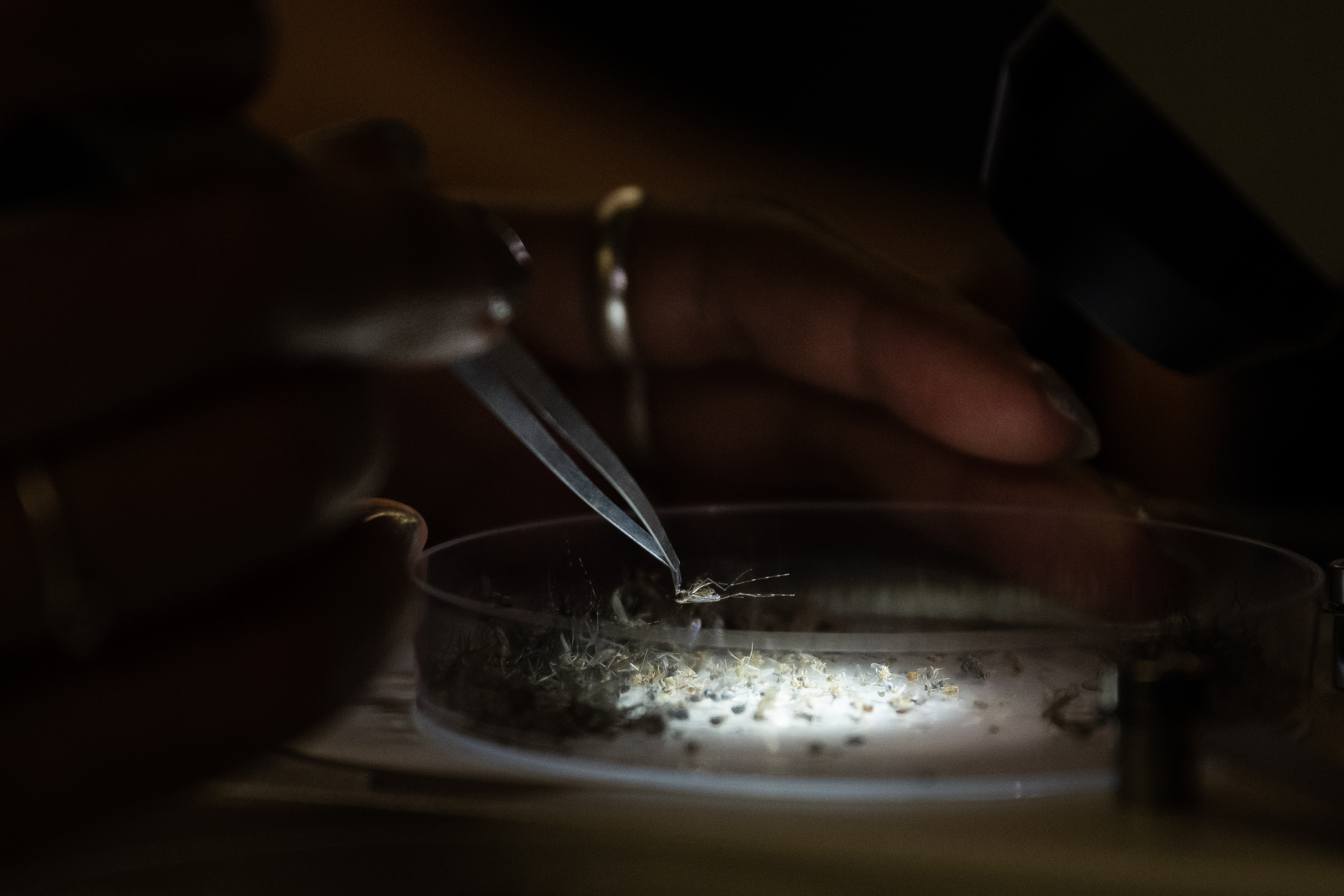 Surveillance technician Yailenne Rodriguez sorts through a pile of recently trapped mosquitoes at Vector Disease Control International on Thursday, Aug. 10, 2023, in Broomfield. (Timothy Hurst/Denver Gazette) (TimHursttim.hurst@gazette.comhttps://secure.gravatar.com/avatar/aca82bd62b4ee425c598527cd6faa1b1?d=mm&r=g)