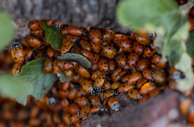 082823-ot-capulin-dg 3.jpg