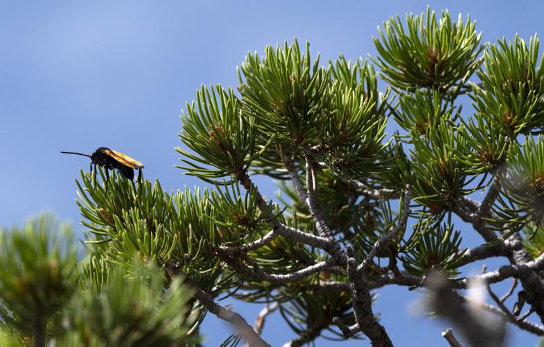 082823-ot-capulin-dg 7.jpg