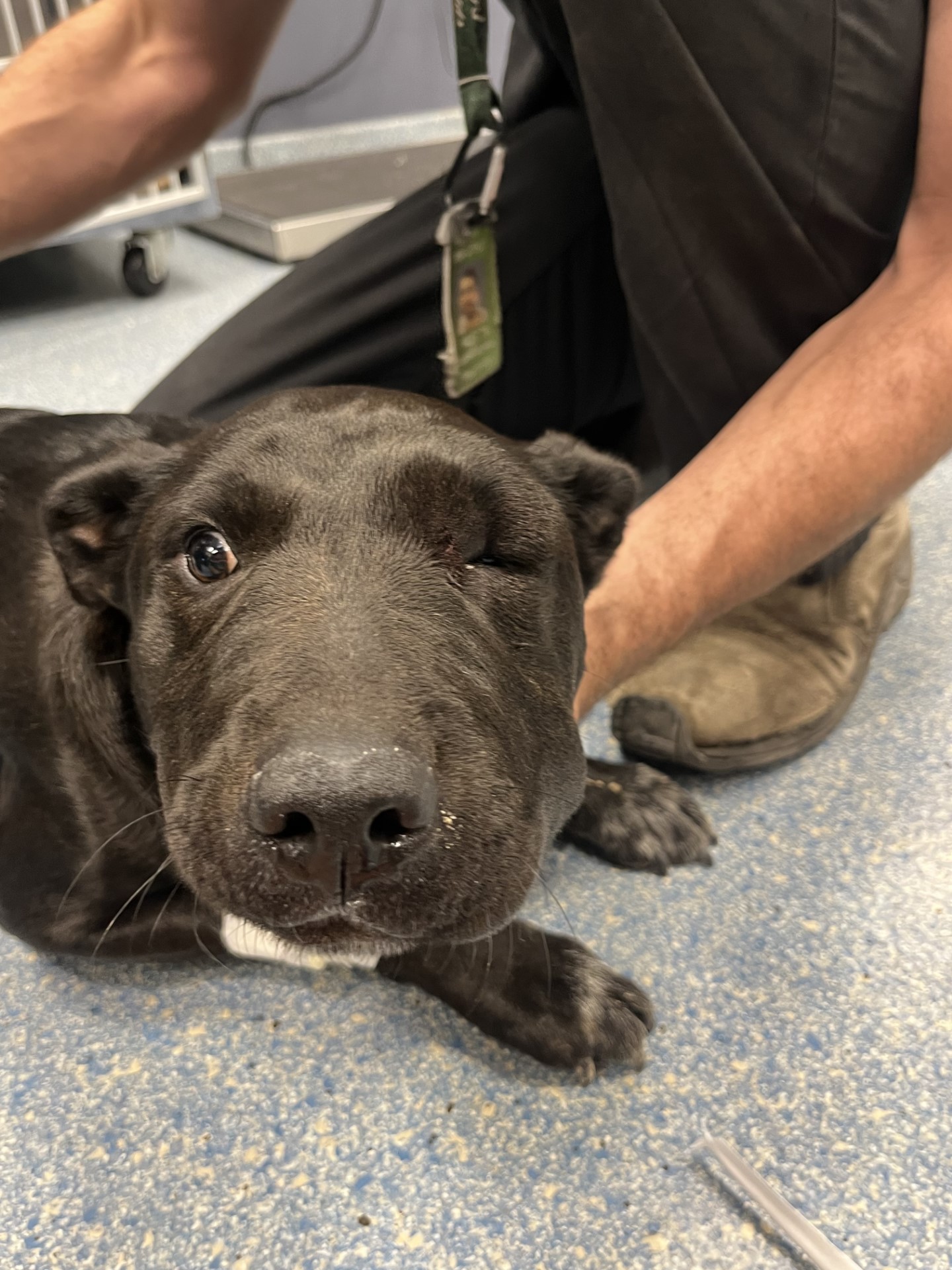 Denver dog recovers after getting bit by rattlesnake