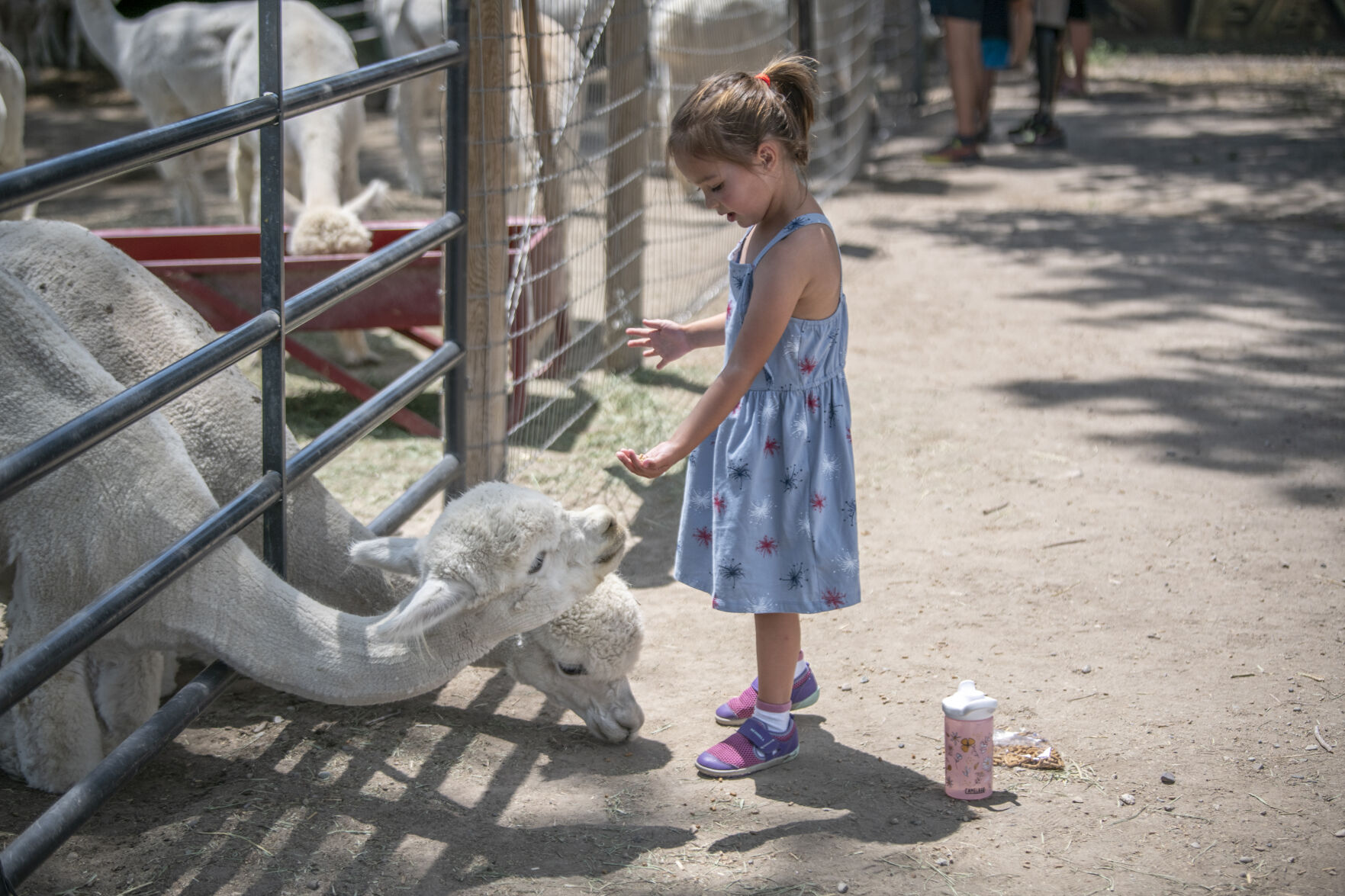 ‘Spit happens’: Colorado alpaca farm offers overnight stays, brings laughter, joy, healing