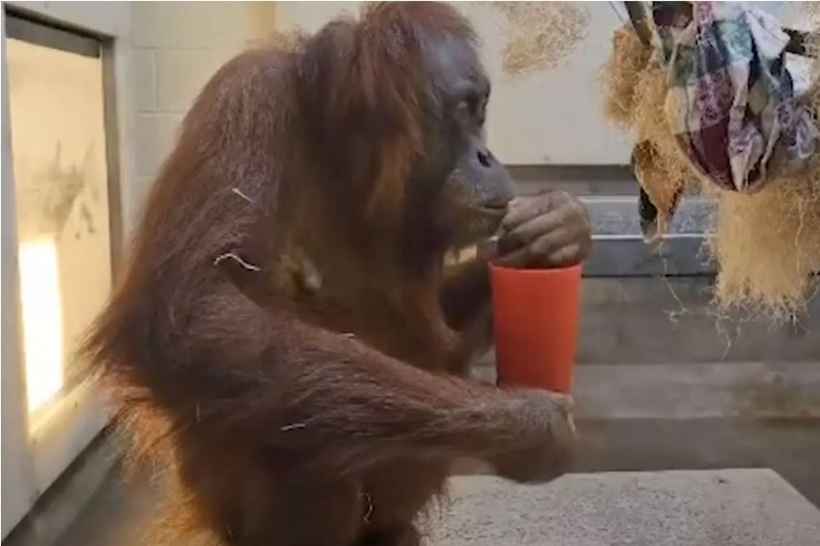 Denver Zoo’s pregnant orangutan finds relief with special herbal tea
