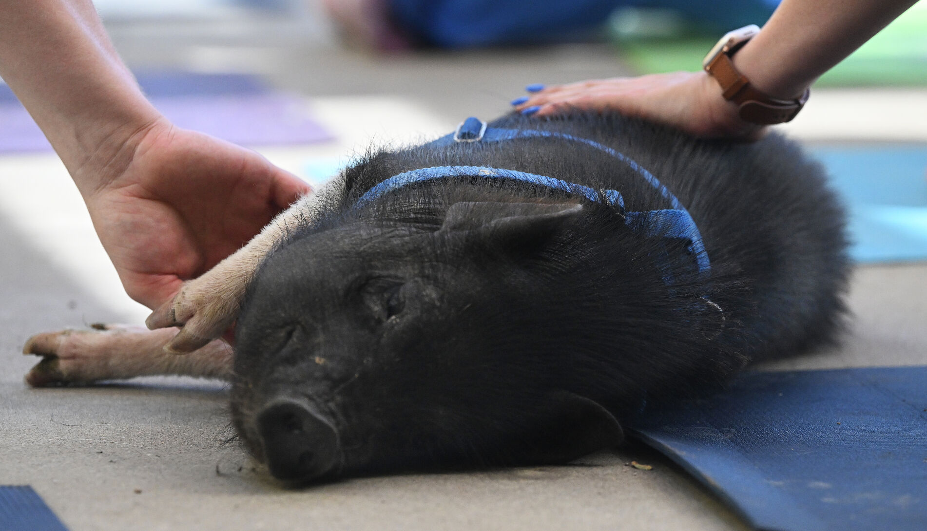 Creedence gets a much appreciated belly rub from two different angles during pig yoga at Seedstock Brewery on Sunday, July 16, 2023. They are from Hog Haven Farm, a rescue for pigs. (Photo by Jerilee Bennett, The Gazette) (JERILEE BENNETT THE GAZETTE)