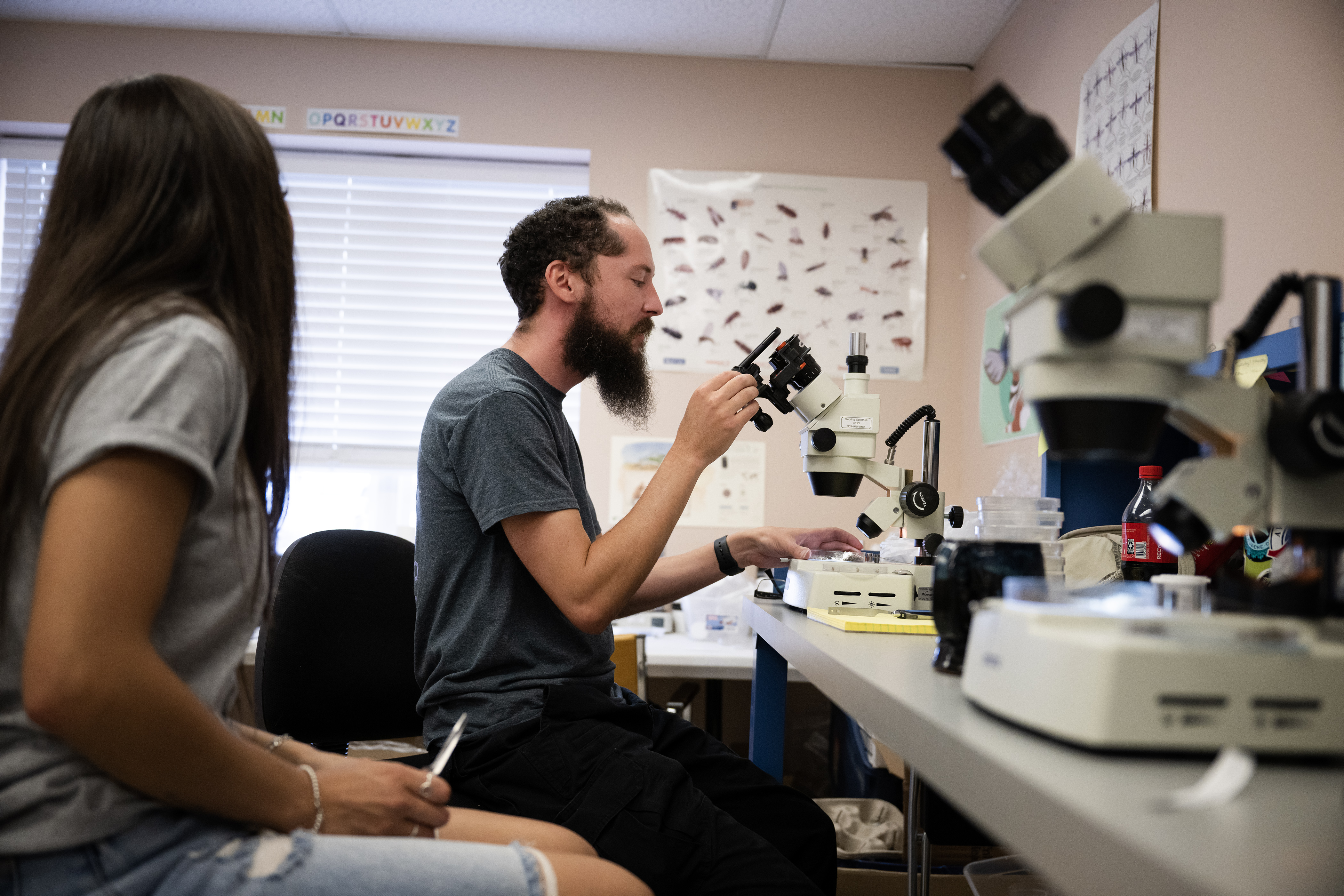 Surveillance technician Shawn Ward mounts the camera on his phone onto the eyepiece of a microscope to get a photo of mosquitoes he’s sorting at Vector Disease Control International on Thursday, Aug. 10, 2023, in Broomfield. (Timothy Hurst/Denver Gazette) (TimHursttim.hurst@gazette.comhttps://secure.gravatar.com/avatar/aca82bd62b4ee425c598527cd6faa1b1?d=mm&r=g)