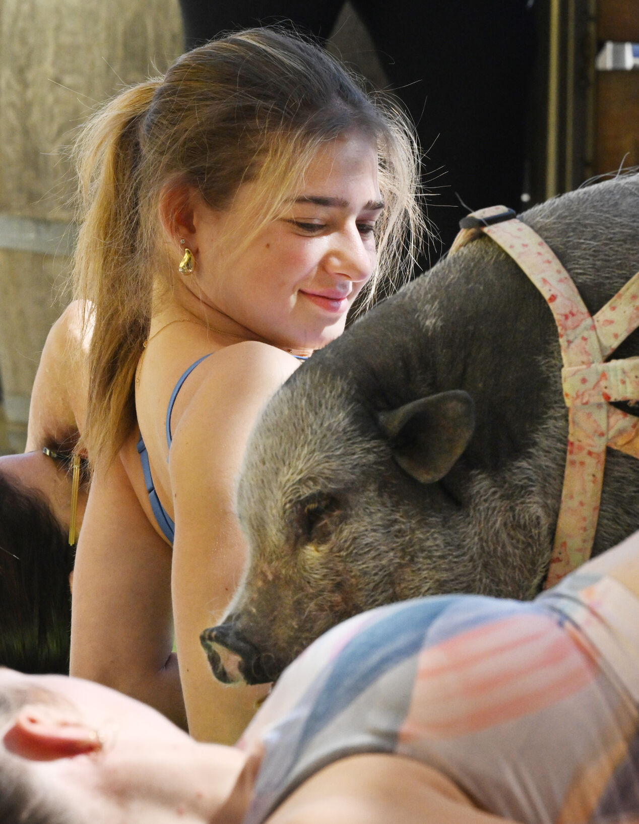 Baron the pig checks passes through the yoga crowd at Seedstock Brewery on Sunday, July 16, 2023. They are from Hog Haven Farm, a rescue for pigs. (Photo by Jerilee Bennett, The Gazette) (JERILEE BENNETT THE GAZETTE)
