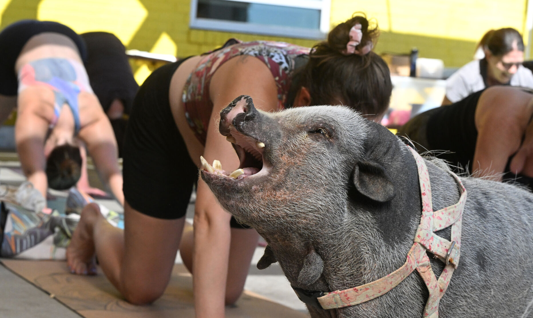 Swine and unwind: Denver-area pig rescue hosts yoga classes with a twist at local breweries