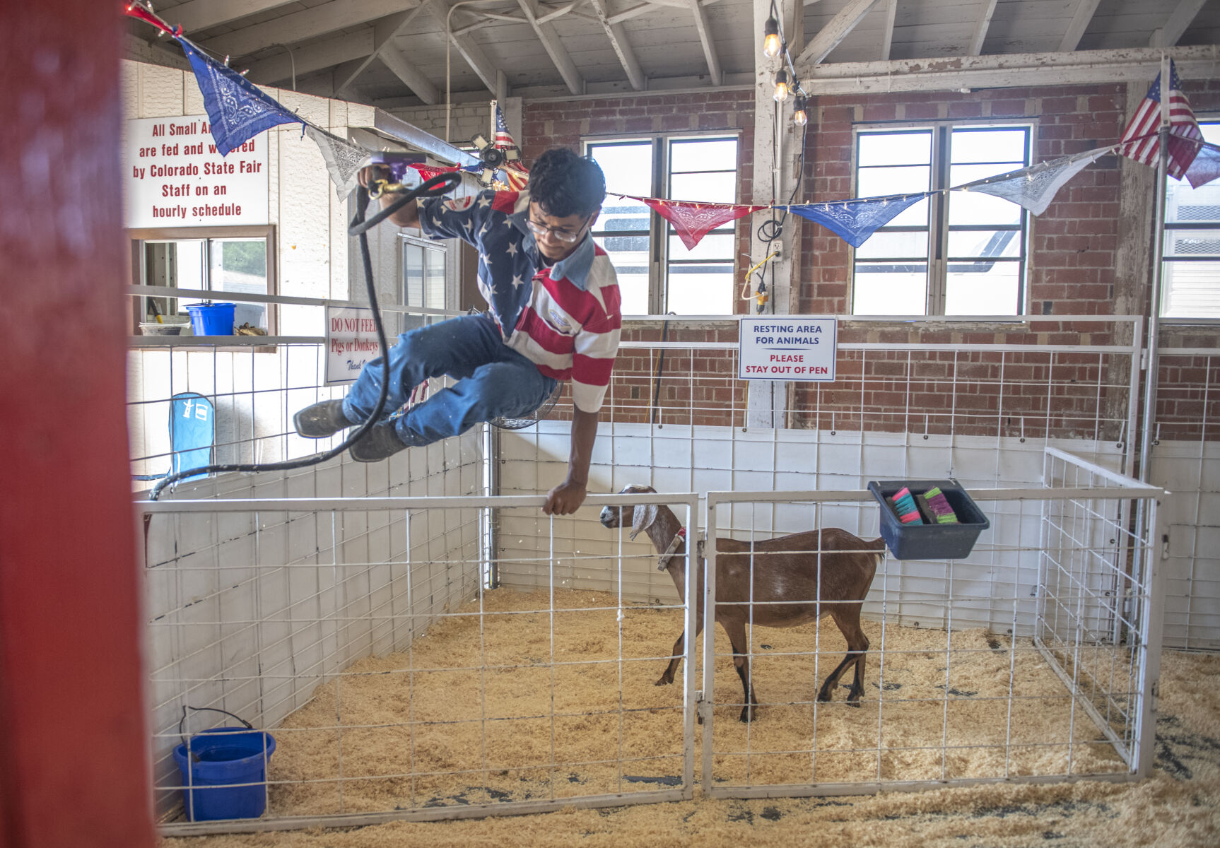 A worker of the Great American Petting Zoo jumps out of a pen after corralling a goat into it during the first day of the Colorado State Fair in Pueblo, Colo. on Friday, August 25, 2023. (Gabi Broekema)
