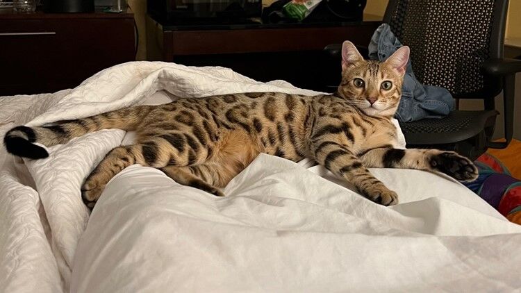 Have you seen Breezy? Bengal show cat goes missing at DIA