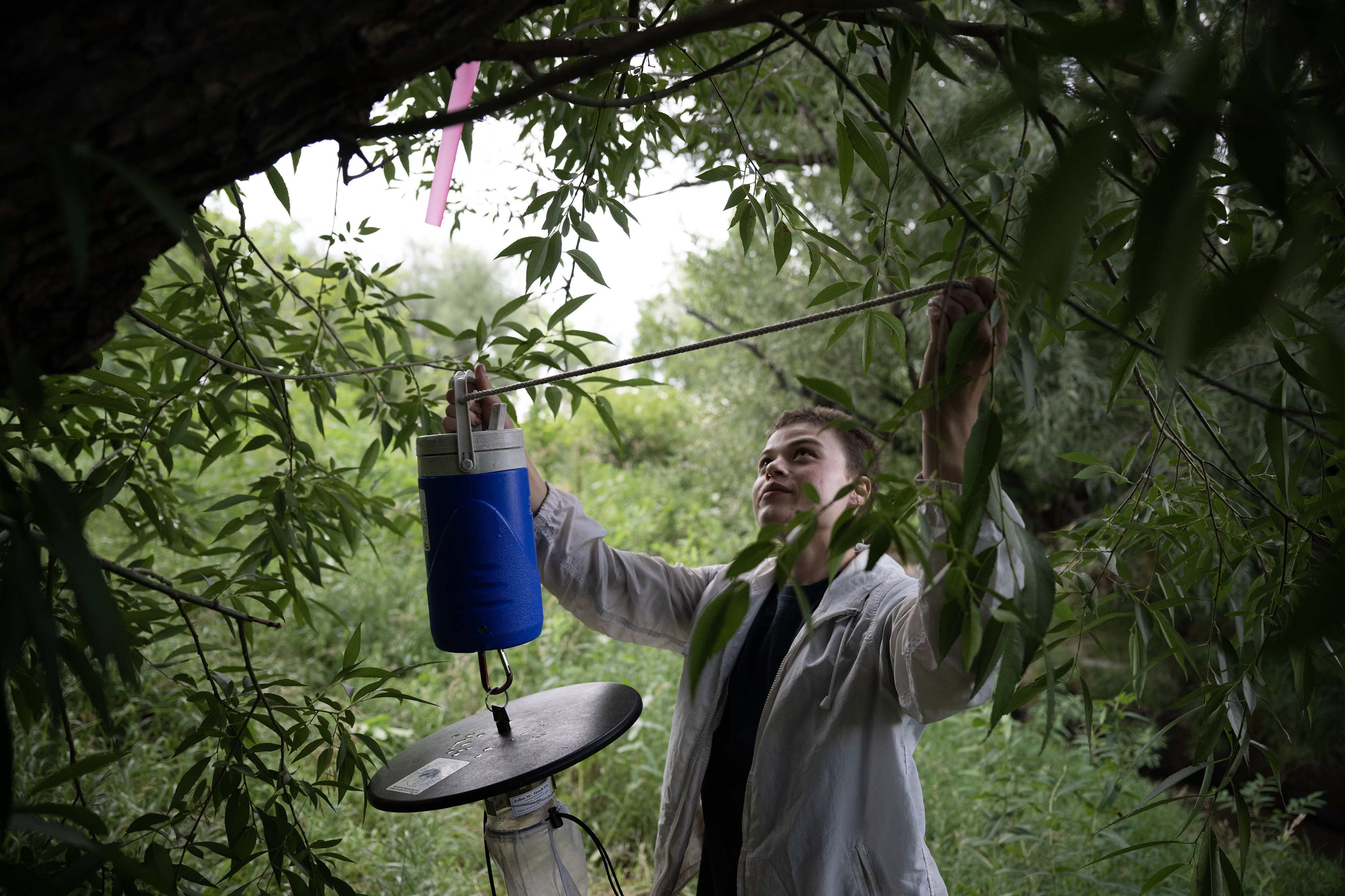 Surveillance technician Sydney Schmelzer hangs a mosquito trap near a stream at Rollin D. Barnard Equestrian Park on Thursday, Aug. 10, 2023, in Greenwood Village, Colo. (Timothy Hurst/Denver Gazette) (TimHursttim.hurst@gazette.comhttps://secure.gravatar.com/avatar/aca82bd62b4ee425c598527cd6faa1b1?d=mm&r=g)