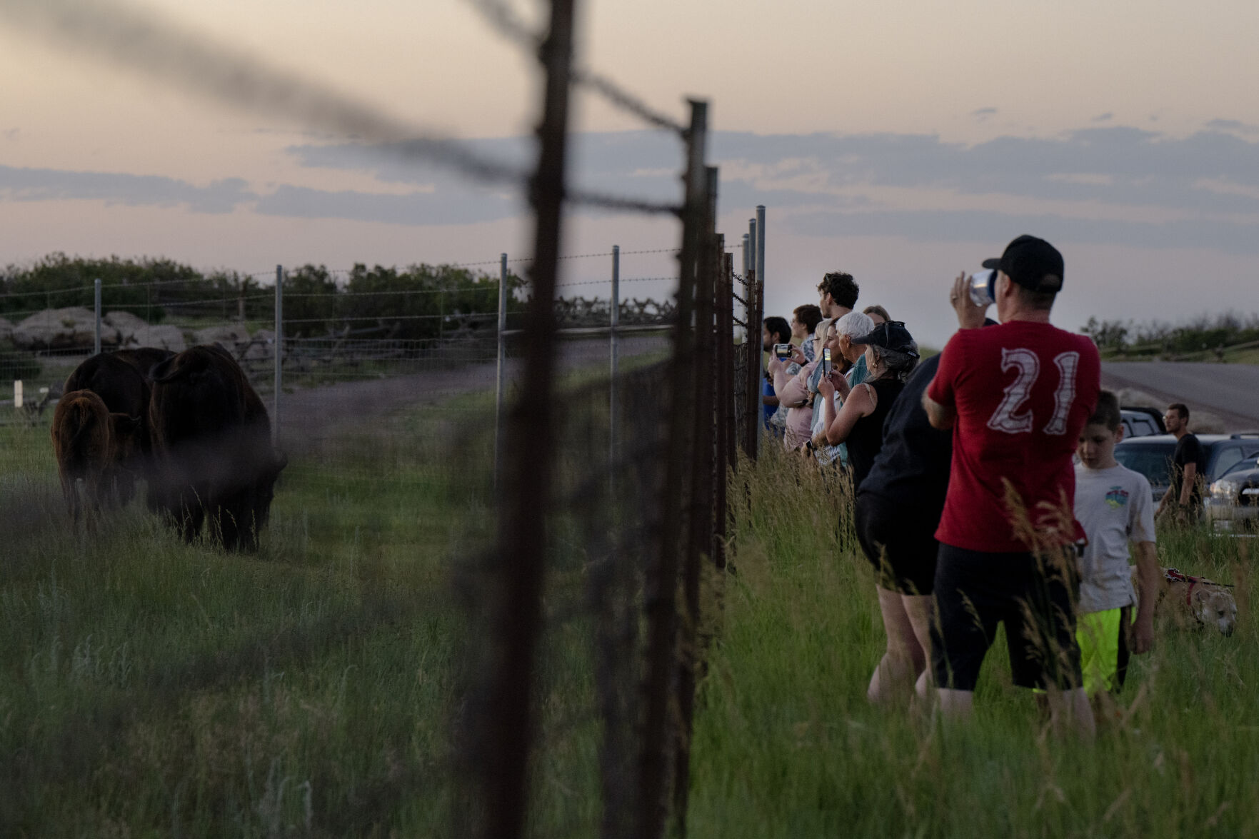 People gather along a barbed wire fence lining the western grazing area of Daniels Park and photograph grazing bison and their calves on Tuesday, July 11, 2023. (Parker Seibold)