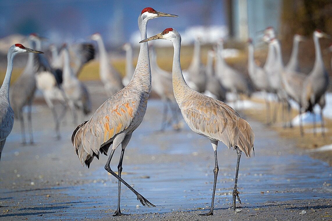 The sandhill crane mates for life. (Andrew Cannizzaro (creativecommons.org/licenses/by/2.0/))