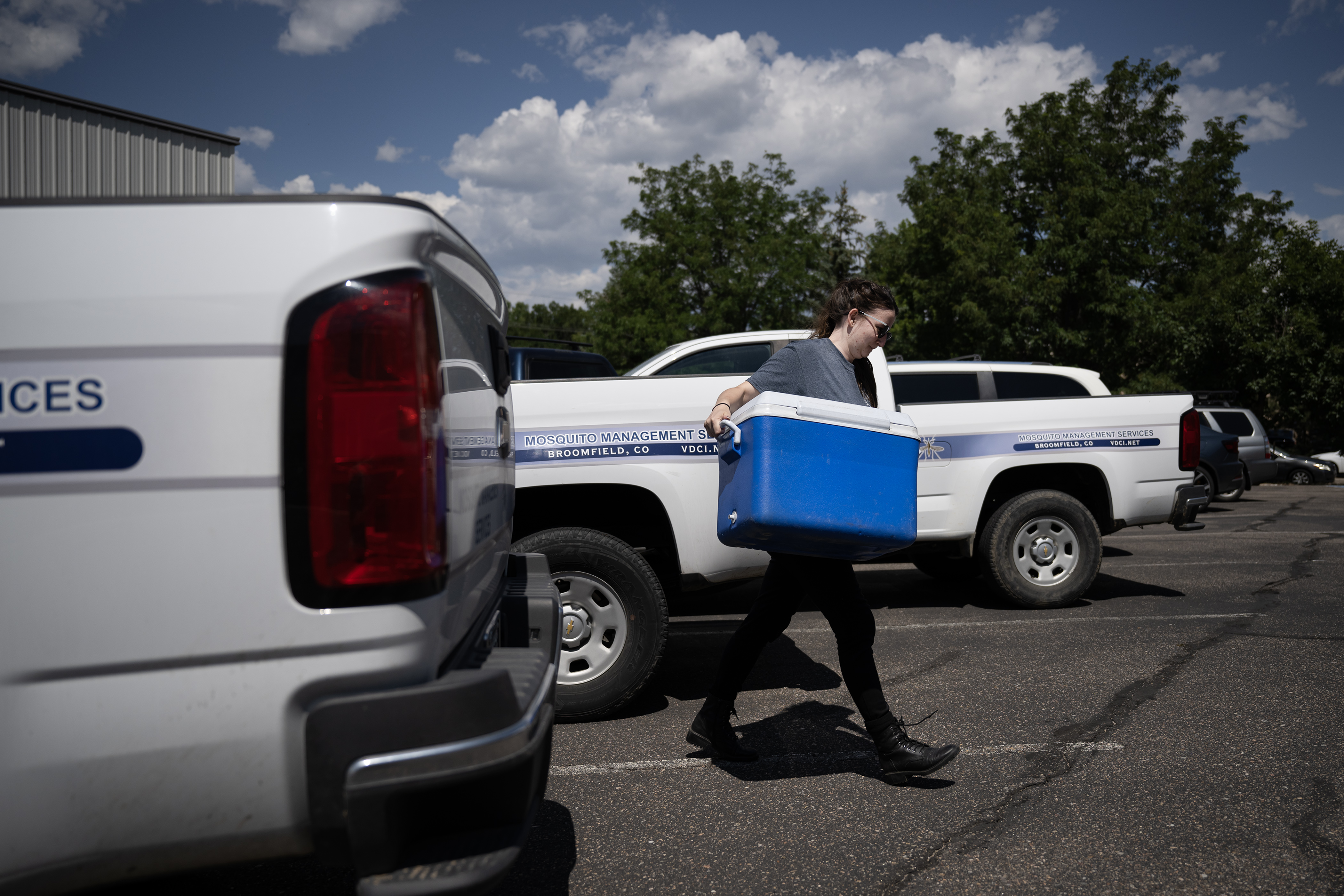 Surveillance technician Miranda Ireland carries a cooler full of mosquito traps collected from the field and brought into the lab at Vector Disease Control International on Thursday, Aug. 10, 2023, in Broomfield. (Timothy Hurst/Denver Gazette) (TimHursttim.hurst@gazette.comhttps://secure.gravatar.com/avatar/aca82bd62b4ee425c598527cd6faa1b1?d=mm&r=g)