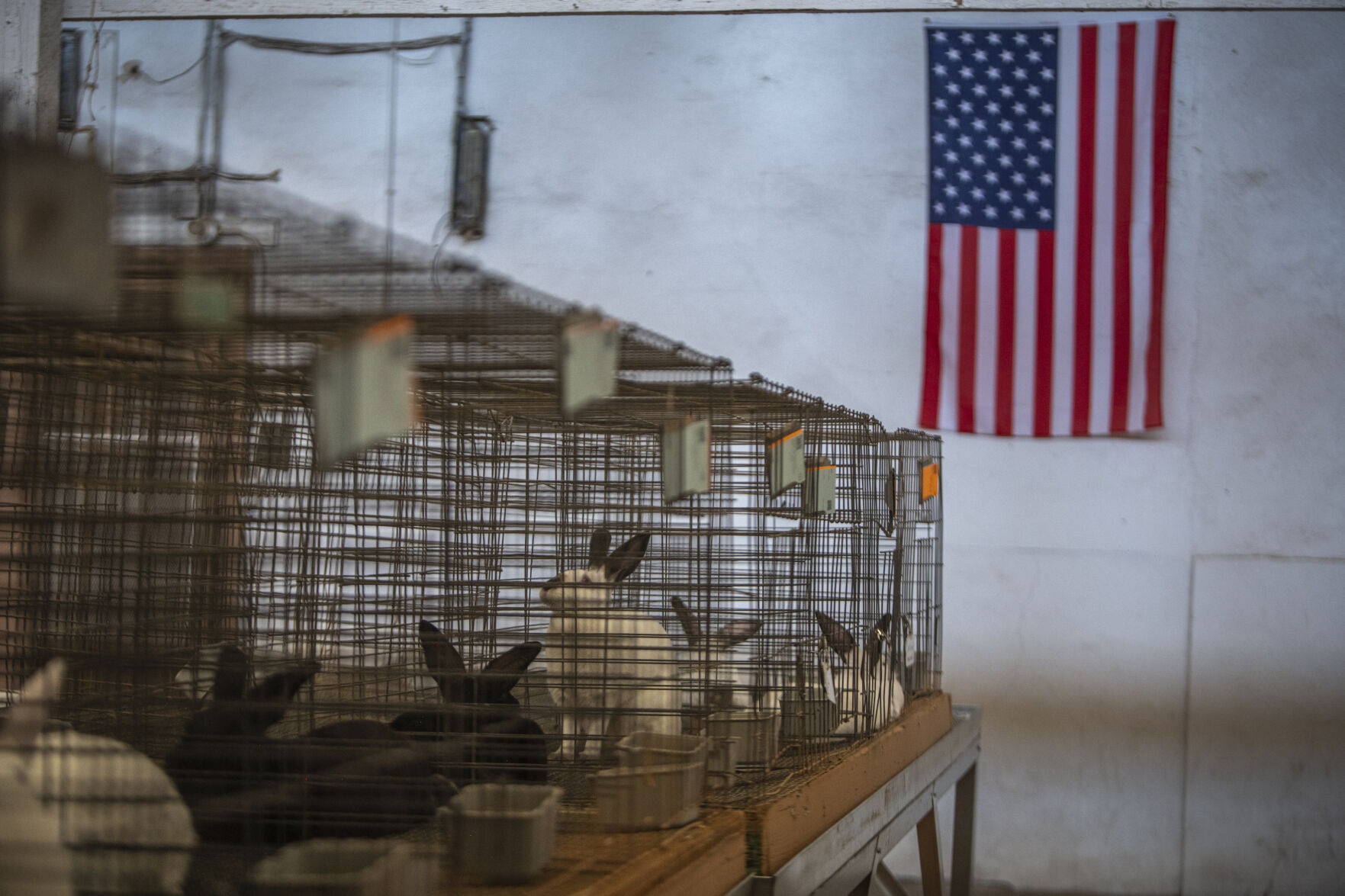 Rabbits sit in cages in the Small Animal building during the first day of the Colorado State Fair in Pueblo, Colo. on Friday, August 25, 2023. They will have their own competition on Saturday, Aug. 26, 2023. (Gabi Broekema)