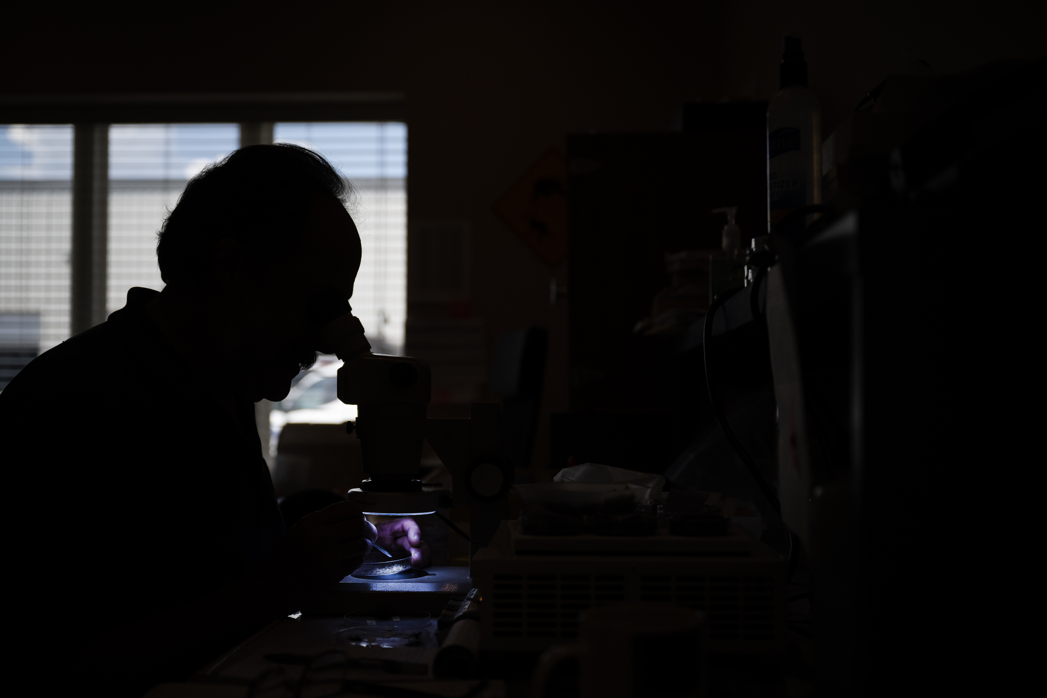 Chief entomologist Michael “Doc” Weissmann sort through samples of mosquitoes from Alaska in the Vector Disease Control International lab on Thursday, Aug. 10, 2023, in Broomfield. (Timothy Hurst/Denver Gazette) (TimHursttim.hurst@gazette.comhttps://secure.gravatar.com/avatar/aca82bd62b4ee425c598527cd6faa1b1?d=mm&r=g)