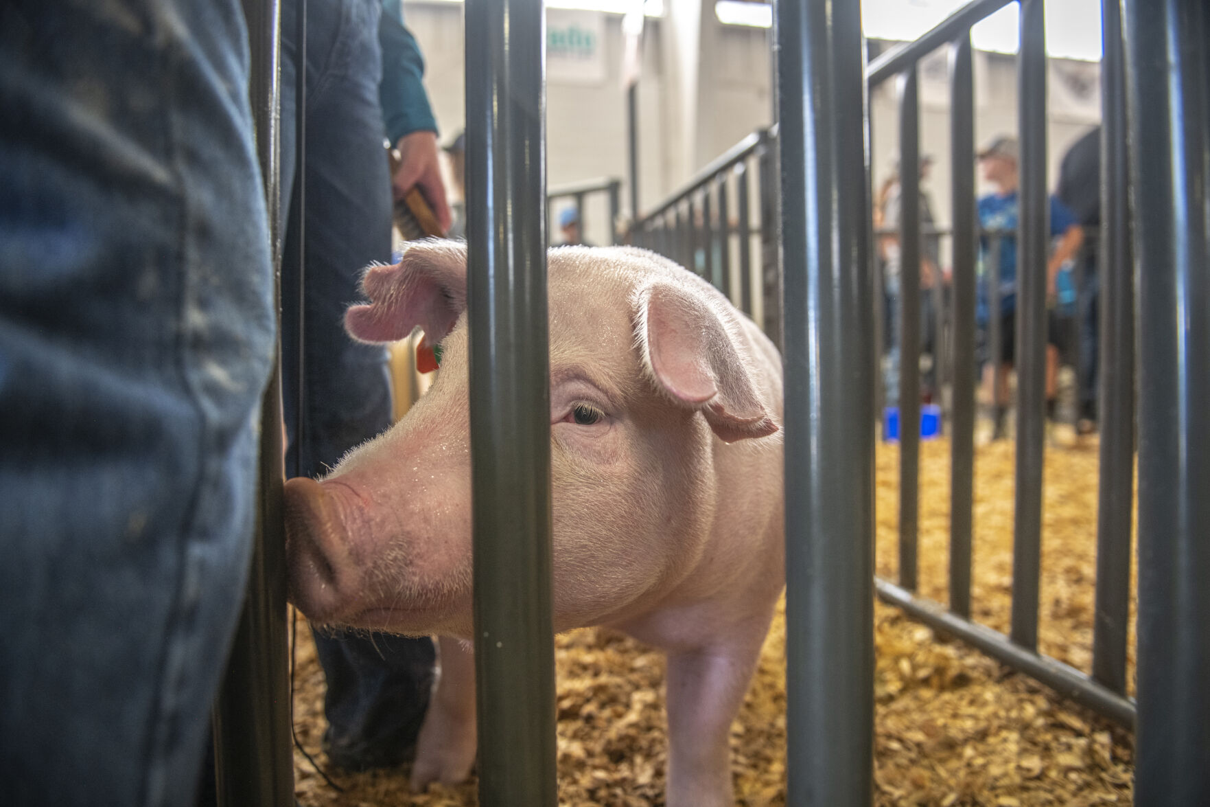 Market hogs lined up to show off at the first day of the Colorado State Fair in Pueblo, Colo. on Friday, August 25, 2023. (Gabi Broekema)