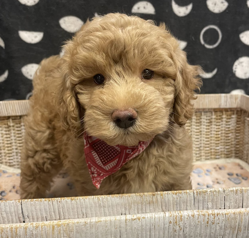 Aurora City Council passes ordinance to ban sale of cats, dogs in pet stores