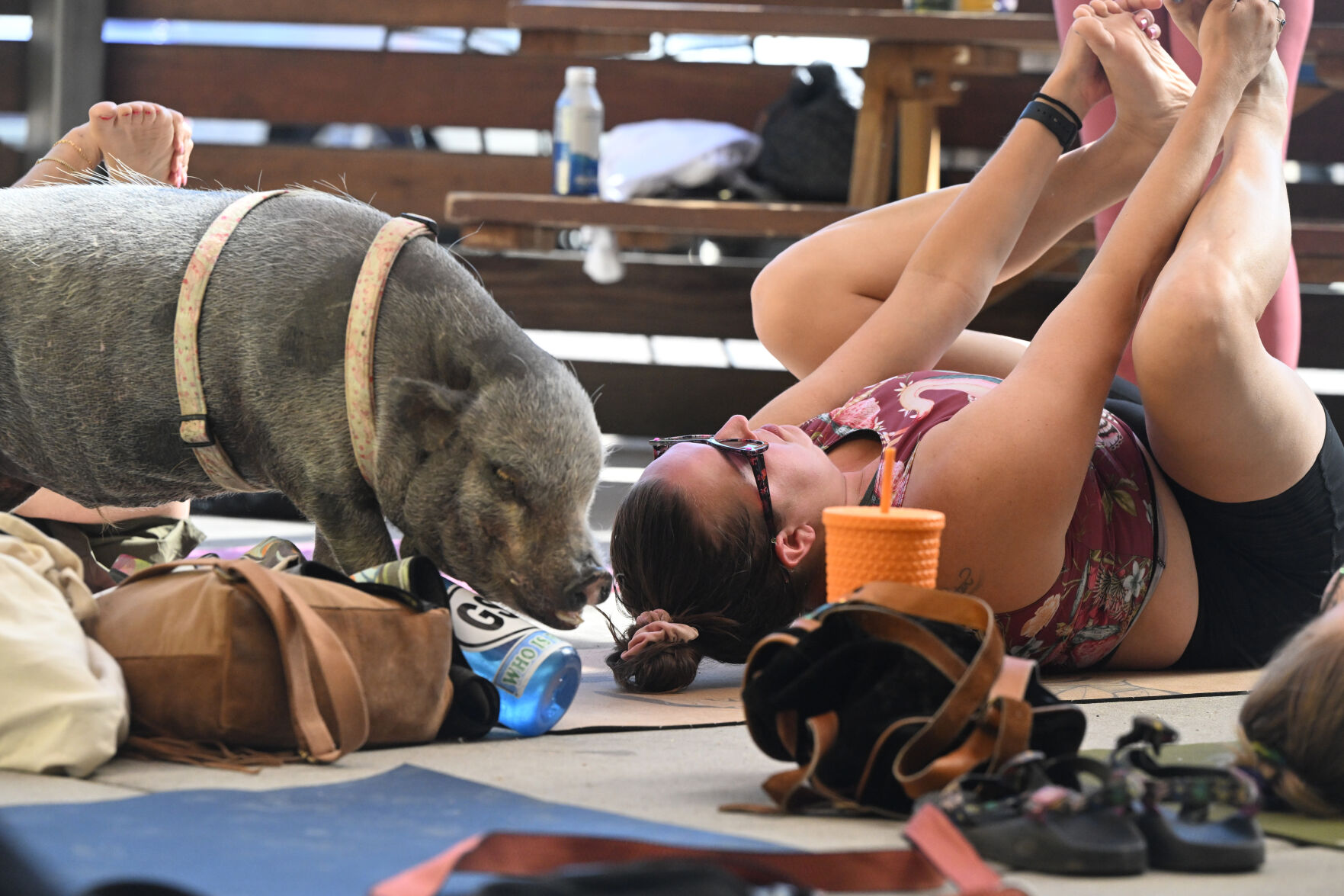 Baron the pig checks out Emily Pierson during her happy baby yoga pose at Seedstock Brewery. (JERILEE BENNETT THE GAZETTE)