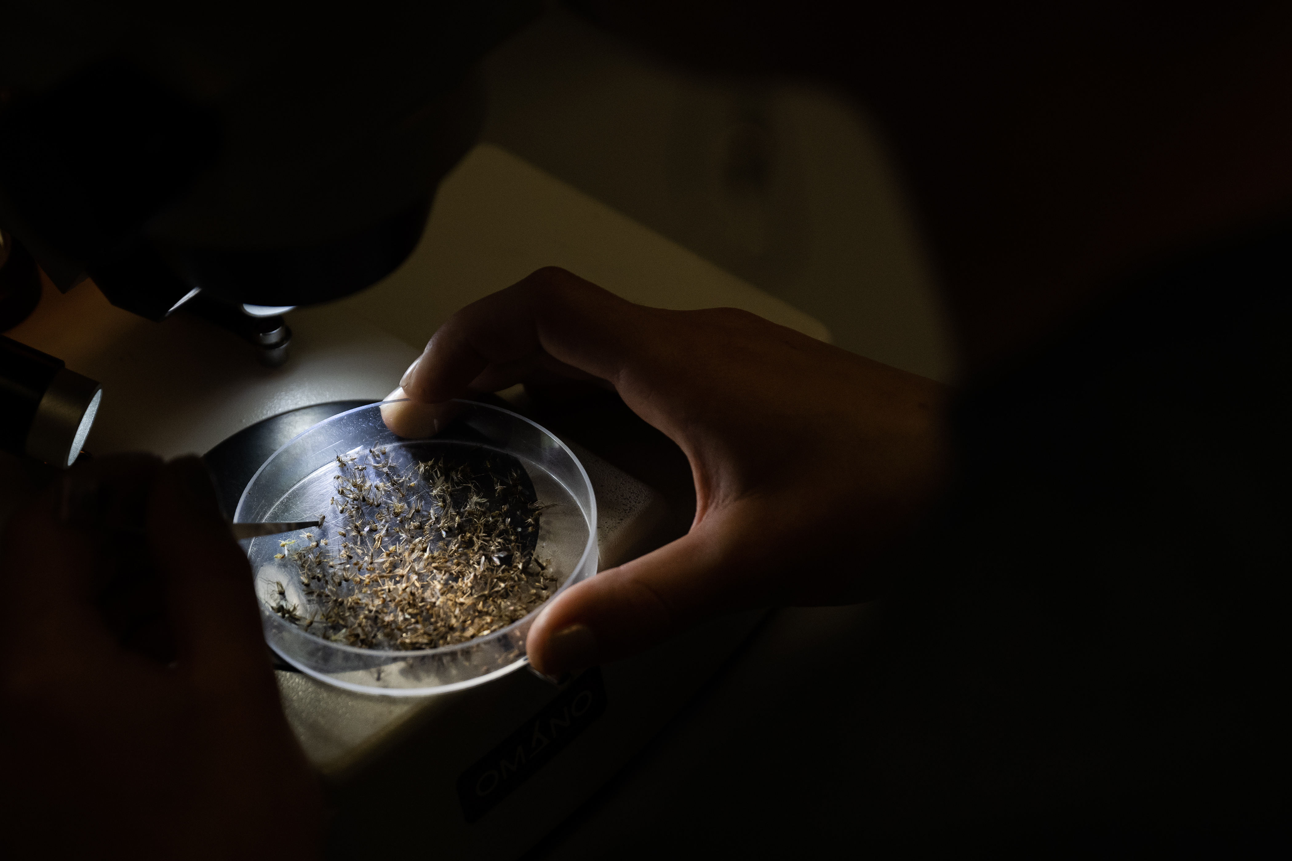 The West Nile Trackers: Young scientists behind mosquito data