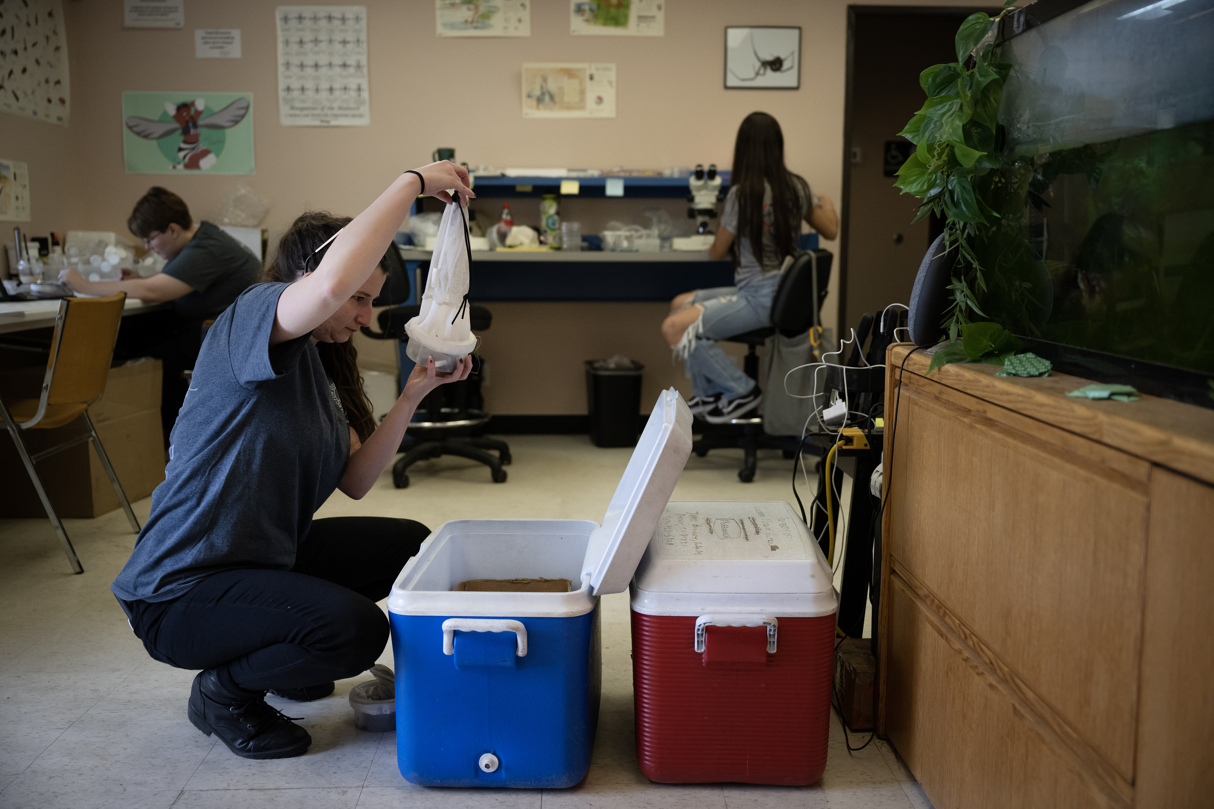 Surveillance technician Miranda Ireland inspects a mosquito trap collected from the field before placing it into a freezer in the lab at Vector Disease Control International on Thursday, Aug. 10, 2023, in Broomfield. (Timothy Hurst/Denver Gazette) (TimHursttim.hurst@gazette.comhttps://secure.gravatar.com/avatar/aca82bd62b4ee425c598527cd6faa1b1?d=mm&r=g)