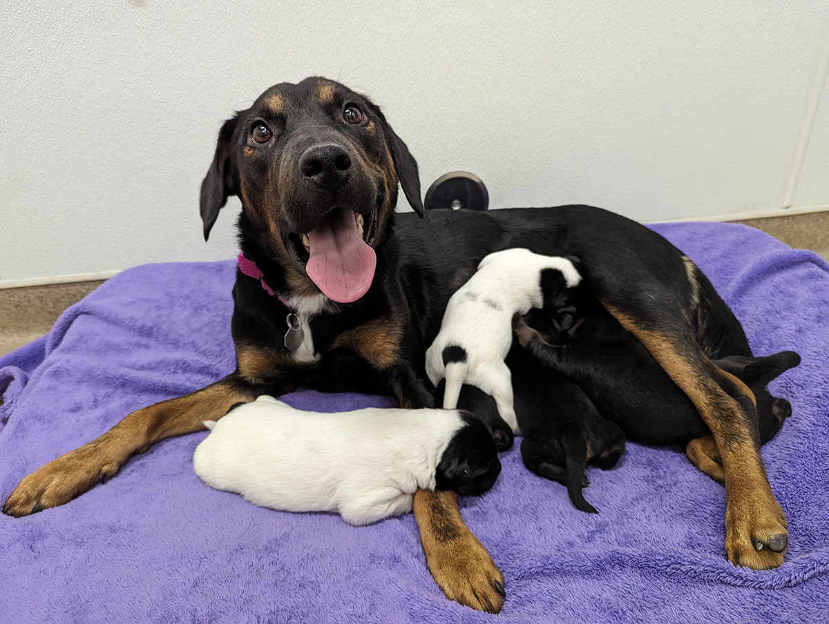 Aurora Animal Shelter seeks ‘paw-some’ volunteers