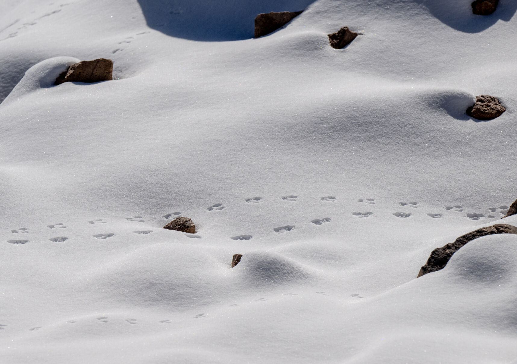 Animal tracks in the snow at the summit of Pikes Peak during the Pikes Peak Ascent on Saturday, Sept. 16, 2023. (Parker Seibold, The Gazette) (Parker Seibold)