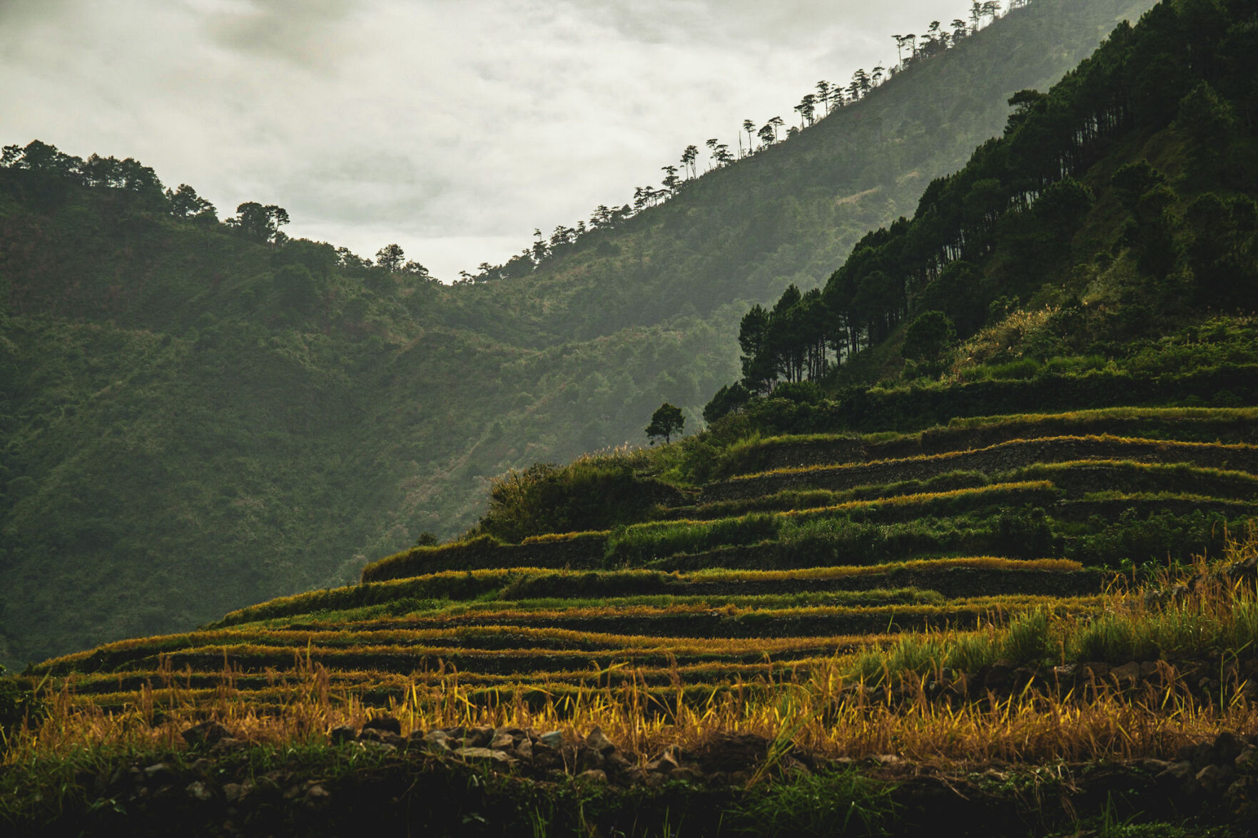The rice-growing fields of Buscalan. (Aria Brauchli, Special to The Gazette)