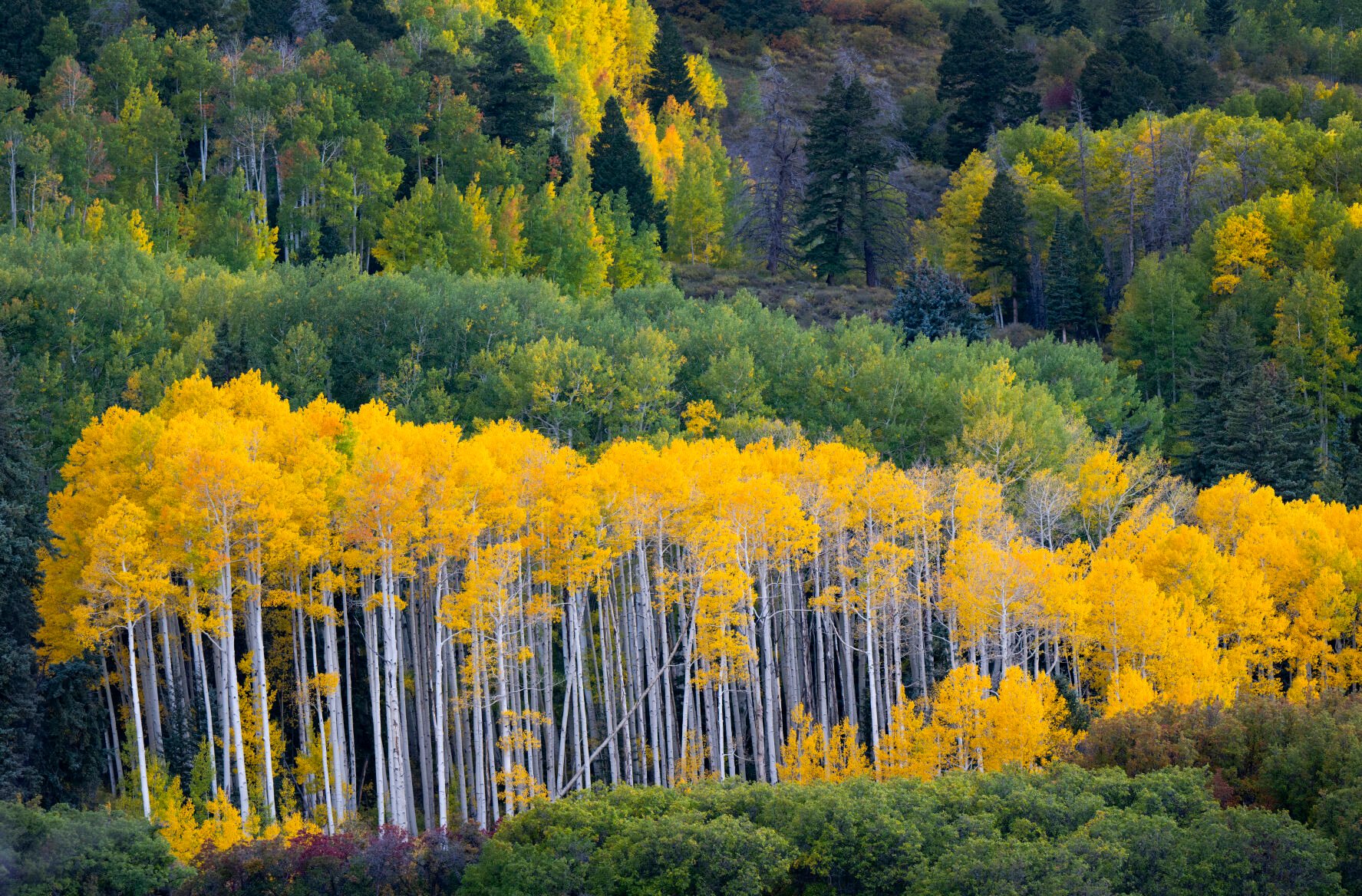 RIGHT: Aspens show their colors along Last Dollar Road between Ridgeway and Telluride. (Christian Murdock/The Gazette)