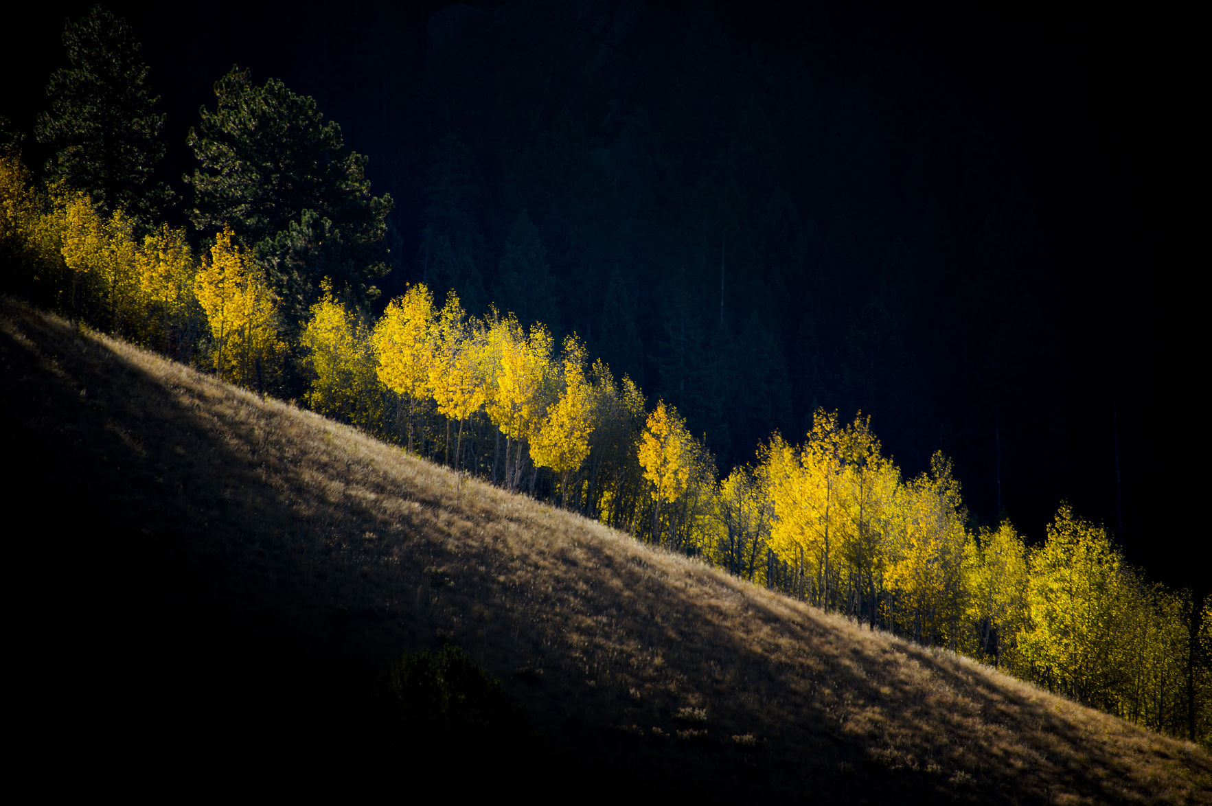 Sudden aspen decline: The phenomenon sweeping Colorado’s favorite tree of fall