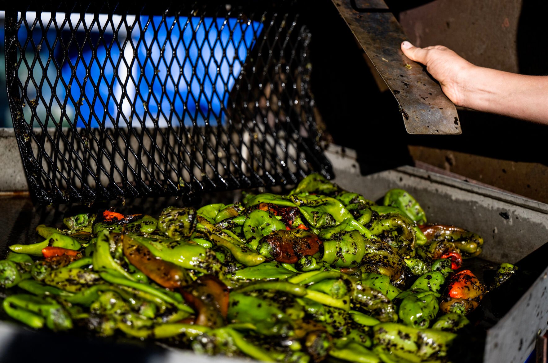 Freshly roasted chiles at the 29th Annual Pueblo Chile and Frijoles Festival in Pueblo, Colo., on Friday, Sept. 22, 2023. (Parker Seibold, The Gazette) (Parker Seibold)