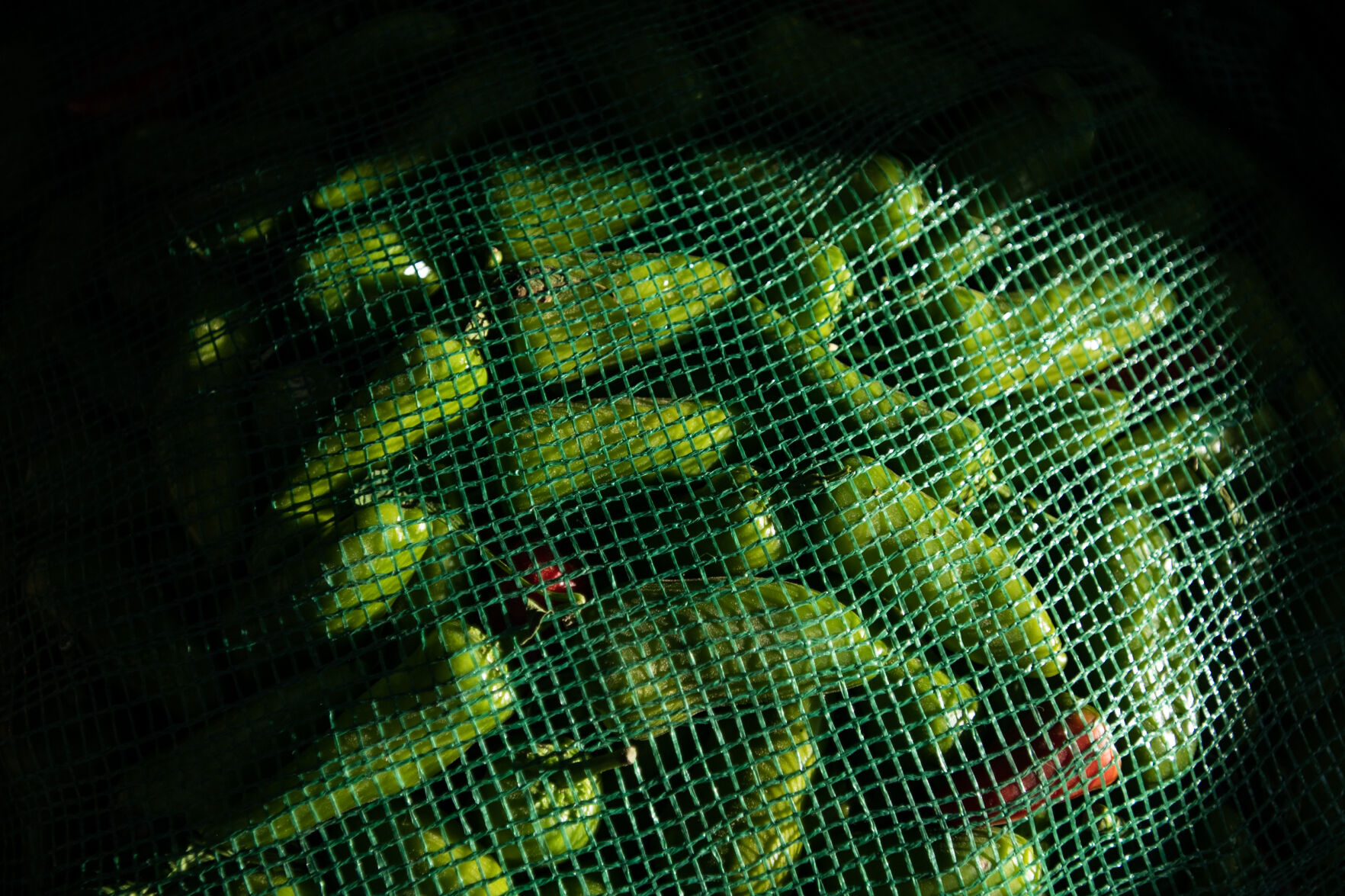 Sun shines on a bag of chiles at the 29th Annual Pueblo Chile and Frijoles Festival in Pueblo, Colo., on Friday, Sept. 22, 2023. (Parker Seibold, The Gazette) (Parker Seibold)