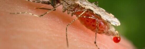 Severity of West Nile virus is increasing, CDC data show