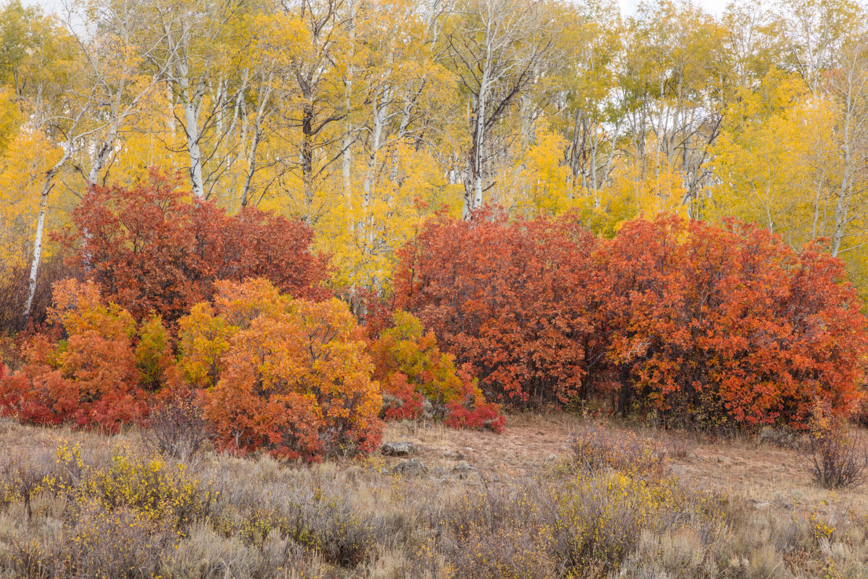 Oak and aspen mingle in the Gunnison National Forest. See more John Fielder photos at his website, johnfielder.com. Photo by John Fielder