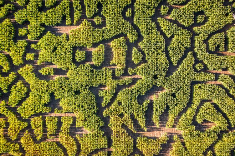 20230920_corn-maze-drone_031.jpg