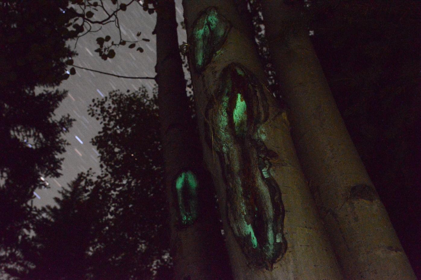 Glowing aspen? A Colorado student’s curious report