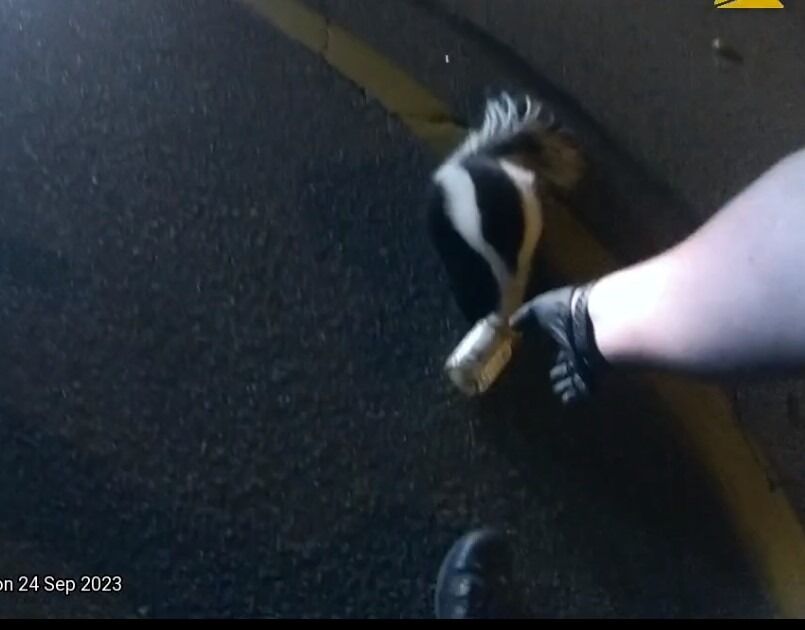 Colorado sheriff skunk whisperer soothes without triggering spray