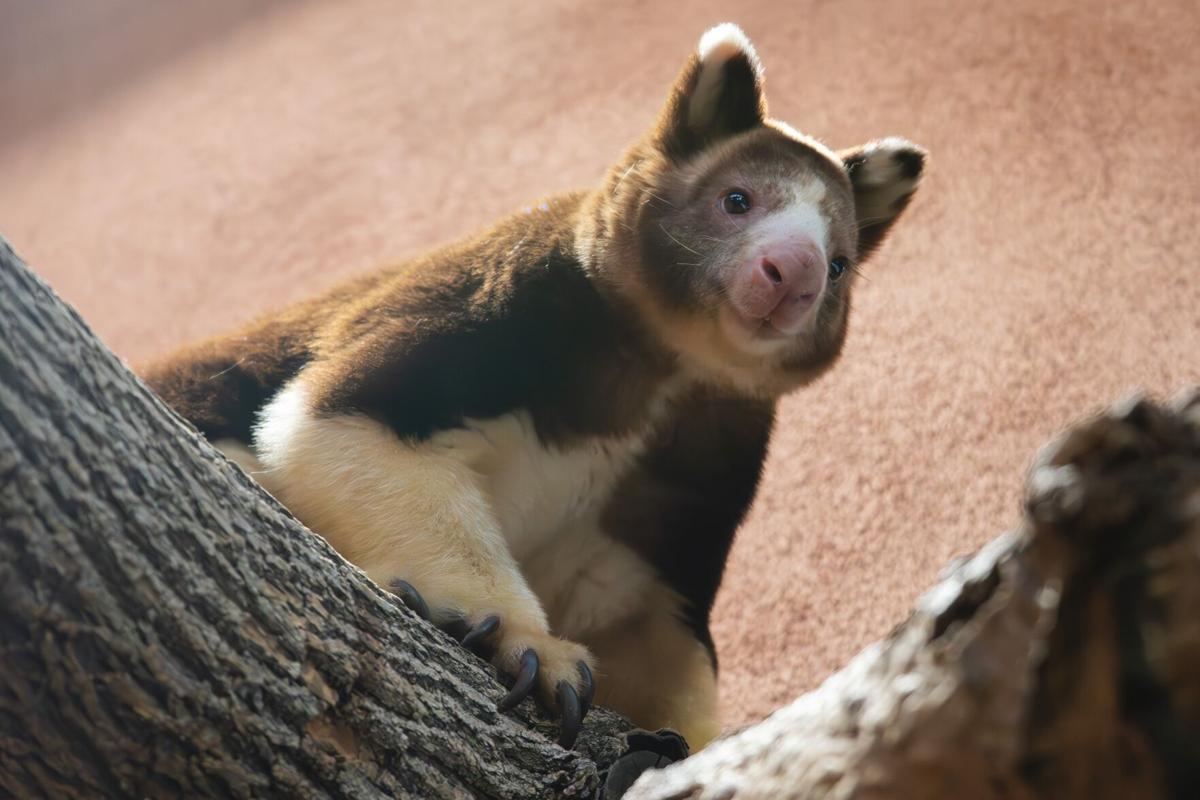 Cheyenne Mountain Zoo welcomes endangered tree kangaroo