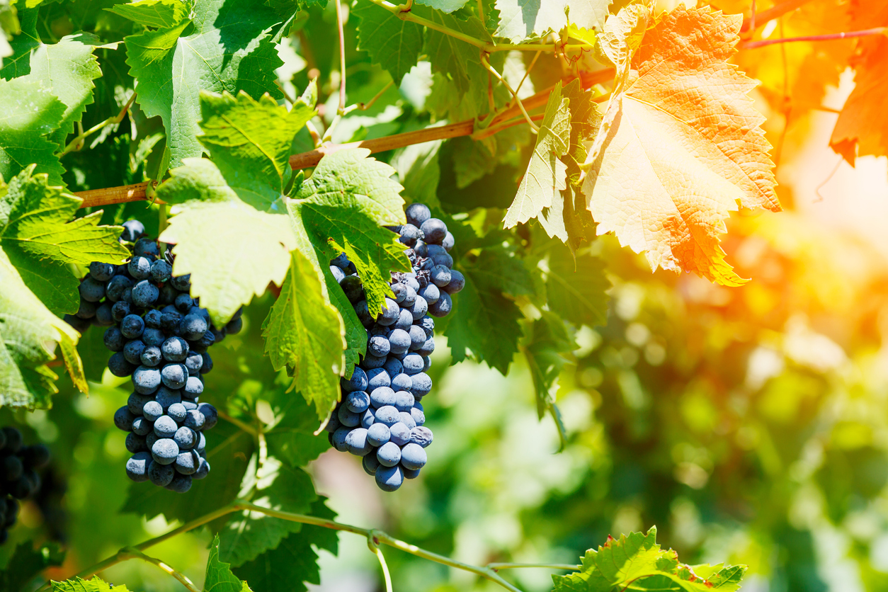 FILE PHOTO: A new CSU study shows areas other than Palisade in Colorado might be ideal for growing grapes. (kotina/iStock)