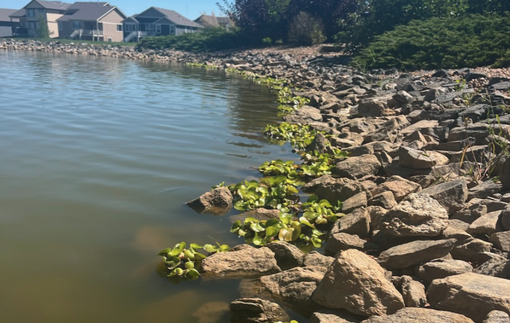 Water hyacinth that was discovered on a Windsor-area pond and removed by Colorado Parks and Wildlife. Photo: Colorado Parks and Wildlife.