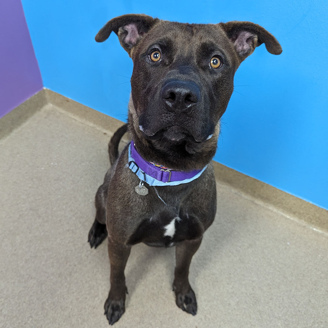 Michael Jackson, an akita lab mix, is one of Aurora Animal Shelter's longest stay dogs, meaning they've been in the shelter for over 30 days. The shelter is always looking for volunteers and currently has a need for dog fosters. (Aurora Animal Shelter)
