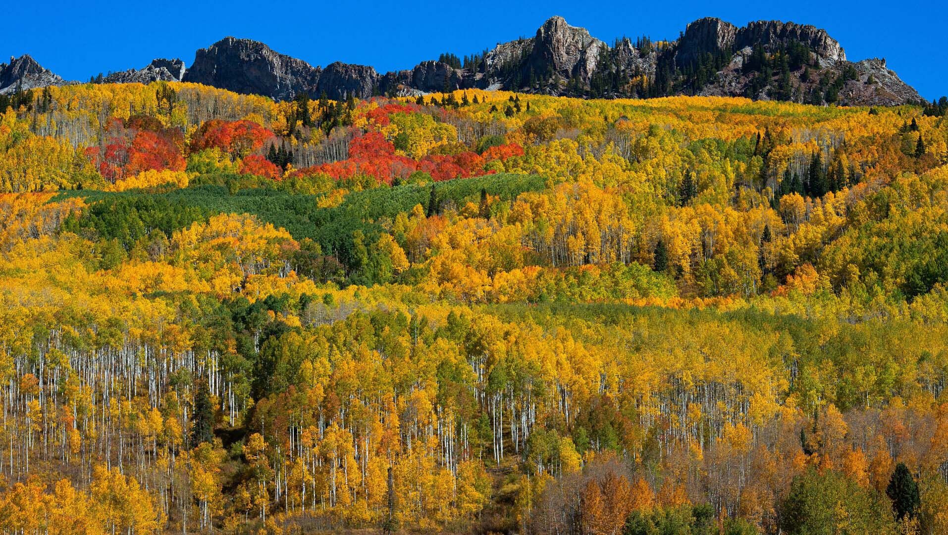 The turning aspens on Kebler Pass near Crested Butte show a full palette of colors Sunday, Oct. 6, 2019. (The Gazette, Christian Murdock)