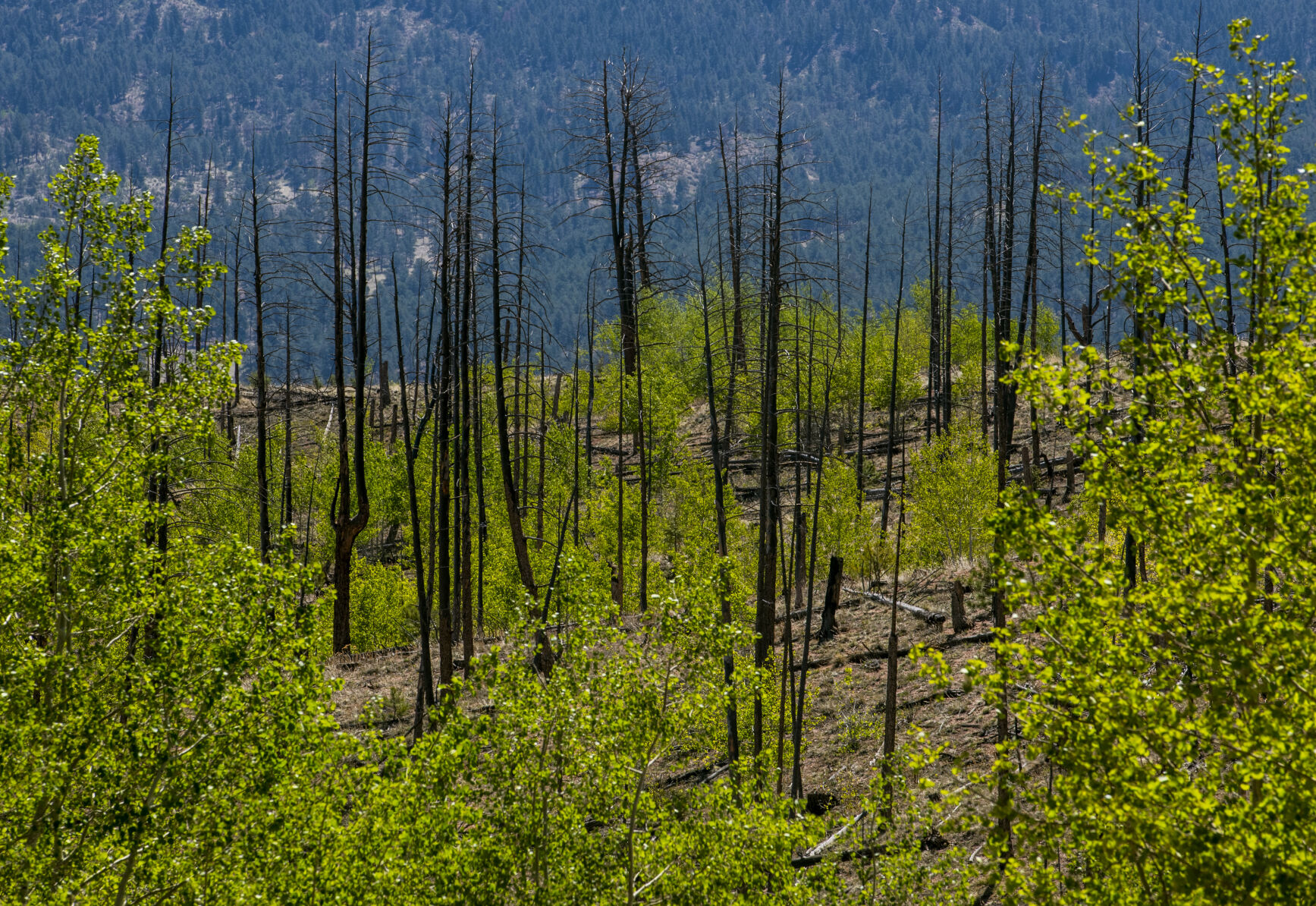 Two decades after the Hayman fire, aspen trees have started to fill in parts of the burn scar where large pine trees used to stand. (Parker Seibold, The Gazette file)