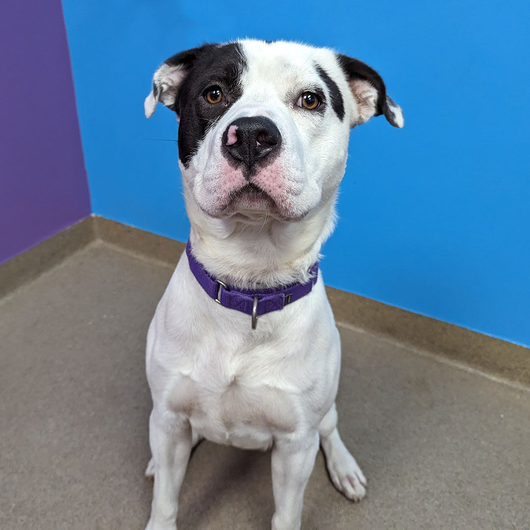 Scrappy, an American staffy, is one of Aurora Animal Shelter's longest stay dogs, meaning they've been in the shelter for over 30 days. The shelter is always looking for volunteers and currently has a need for dog fosters. (Aurora Animal Shelter)
