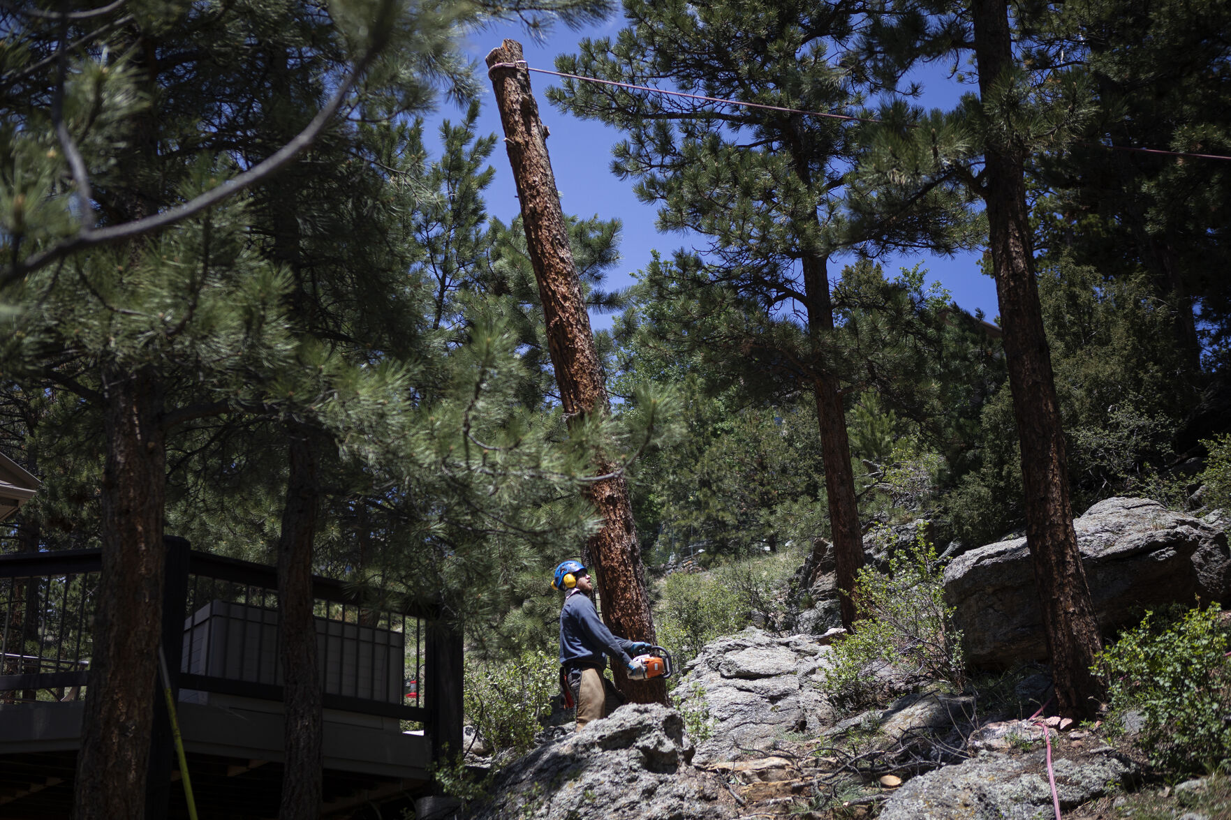 LAM Tree Service climber Ezra Vaughn prepares to fell a pine tree next to the deck on Rich Mancuso and Debbie Pasko’s property on Thursday, June 2, 2022, in Evergreen, Colo. (Timothy Hurst/The Denver Gazette) (TimHursttim.hurst@gazette.comhttps://secure.gravatar.com/avatar/aca82bd62b4ee425c598527cd6faa1b1?d=mm&r=g)